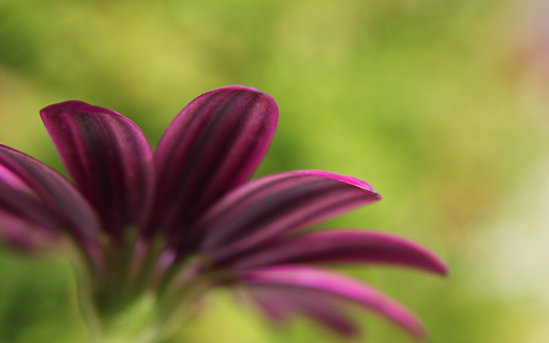 single Flower, bright, nature, flowering plant, daisy, vulnerability, purple, outdoors, blossom, botany, vibrant Color, close-up, beauty In Nature, focus on foreground, HD Wallpaper