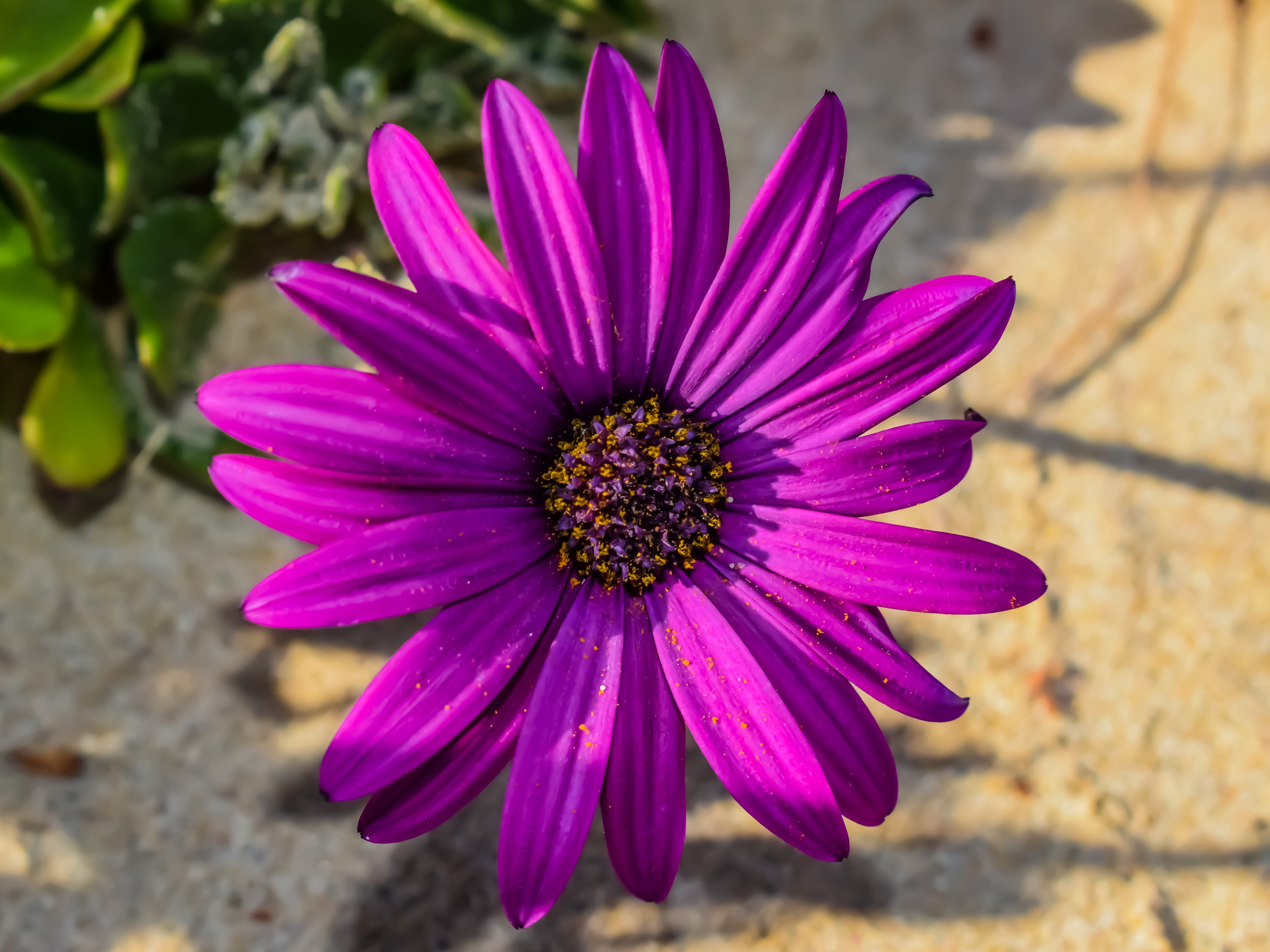 freshness, osteospermum, nature, fragility, close-up, plant, no people, focus on foreground, day, vulnerability, beauty in nature, flower head, purple, HD Wallpaper