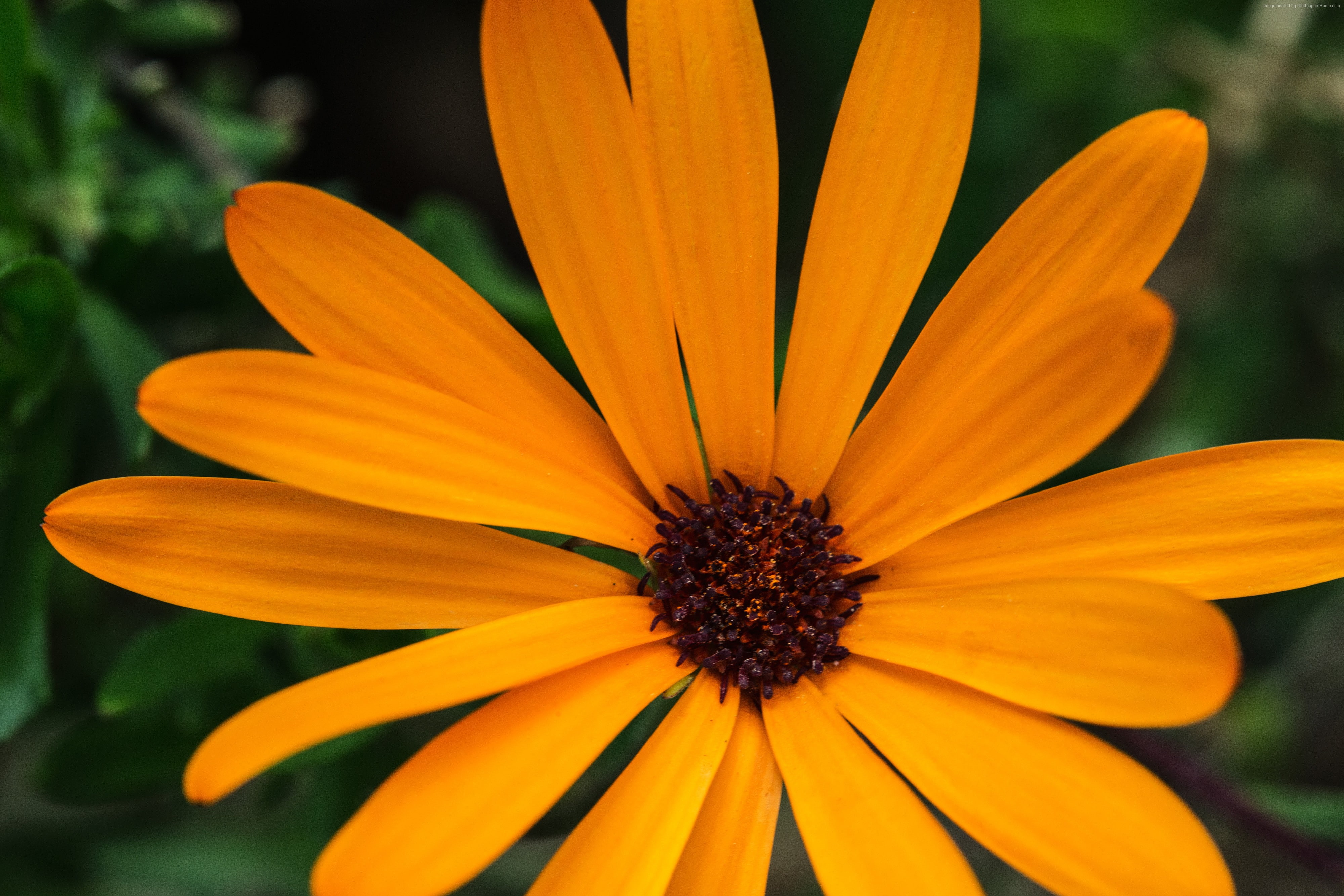 fragility, focus on foreground, vulnerability, 5k, growth, yellow, Macro, orange color, outdoors, gazania, 4k, close-up, pollen, freshness, flowering plant, HD Wallpaper