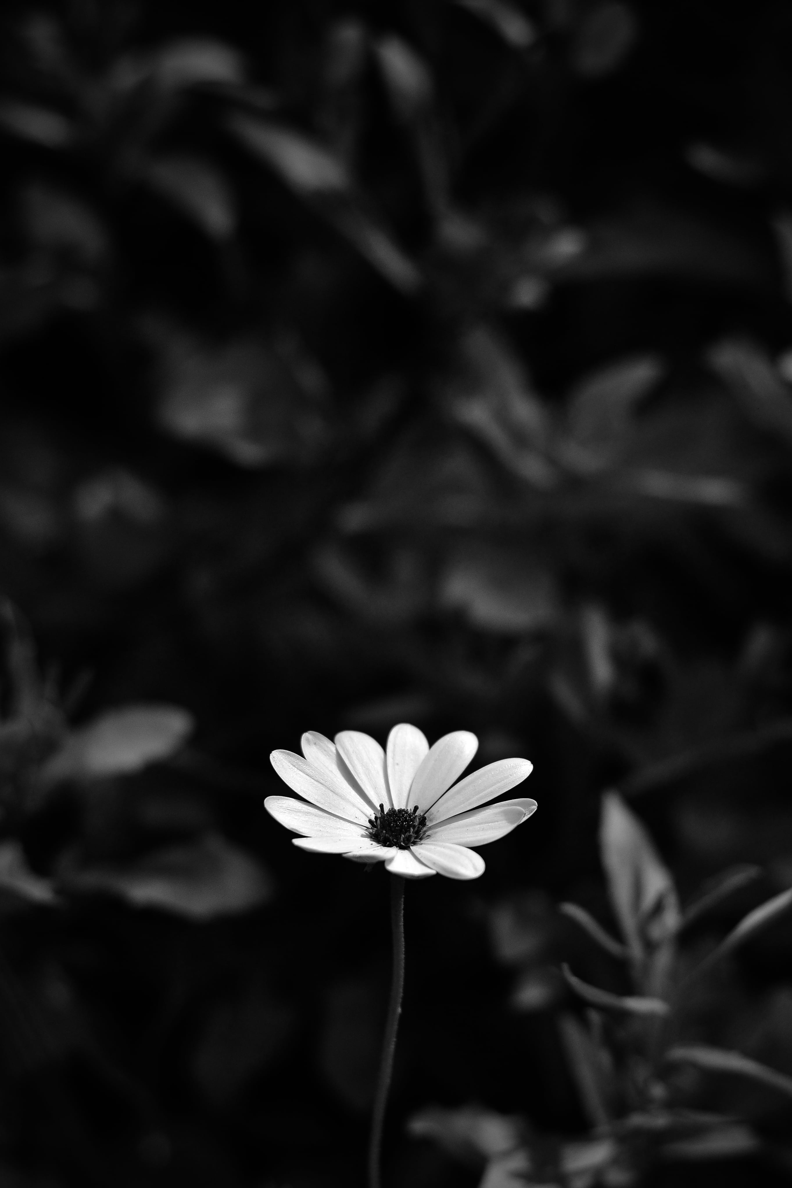 day, flower head, osteospermum, plant, inflorescence, pollen, fragility, growth, outdoors, beauty in nature, flower, flowering plant, no people, vulnerability, Phone HD Wallpaper