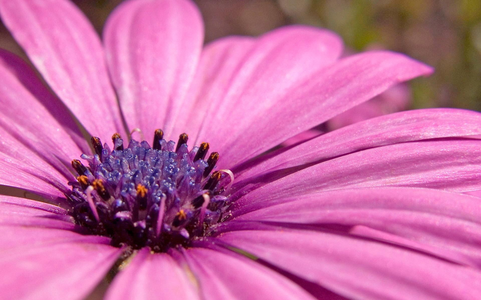 1080P, osteospermum, flower, pink, flowers, hd, wide, HD Wallpaper