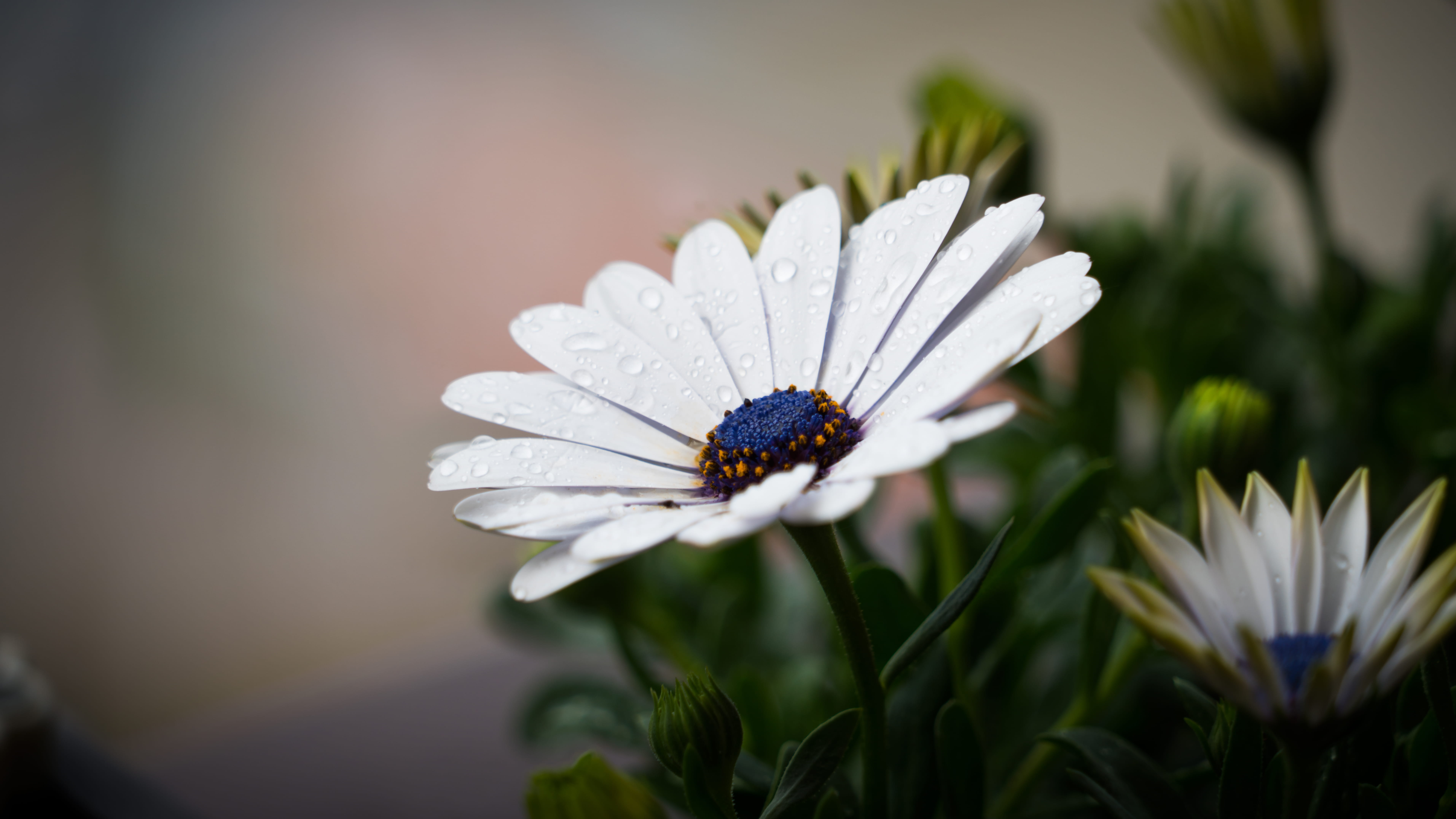 bloom, freshness, animal, dew, invertebrate, growth, animal themes, flora, selective, focus on foreground, flower head, plant, white color, vulnerability, HD Wallpaper