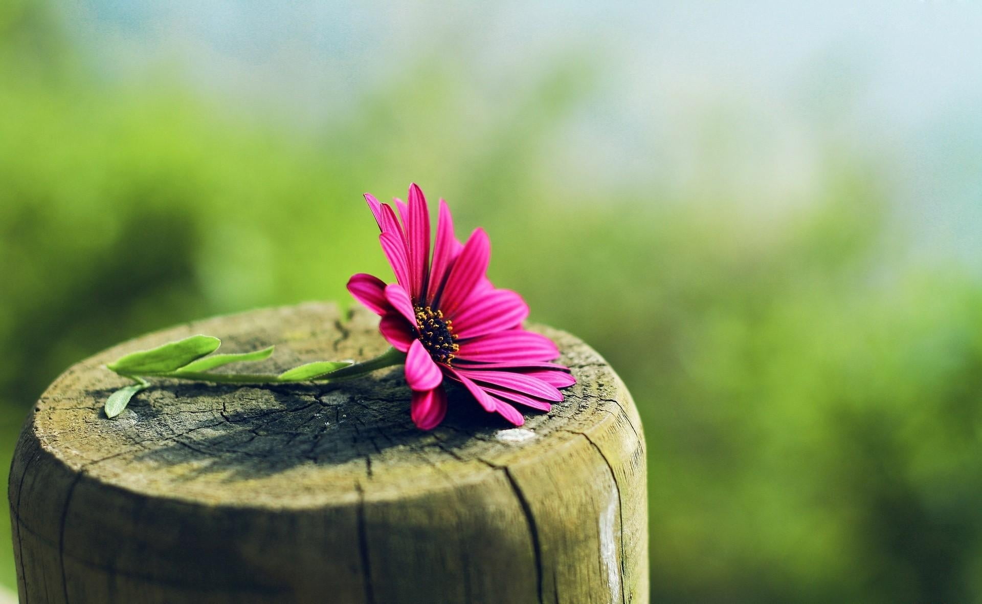 purple, bark, fragility, beauty In Nature, leaf, flower Head, focus on foreground, multi Colored, stump, single Flower, backgrounds, pink Color, inflorescence, HD Wallpaper
