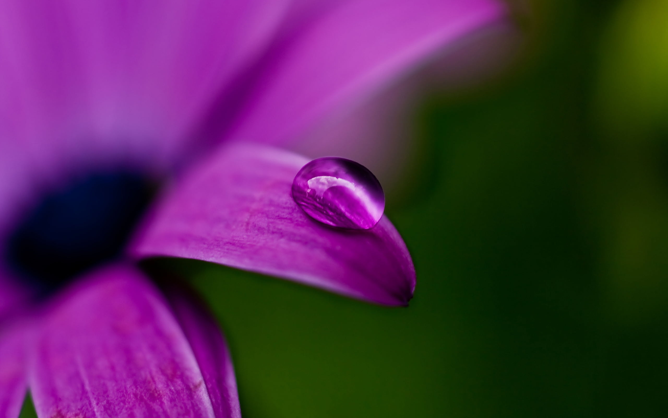 macro, lily, close-up, fragility, vulnerability, beauty In Nature, single Flower, water, 2K, springtime, green Color, selective focus, blossom, water Lily, HD Wallpaper