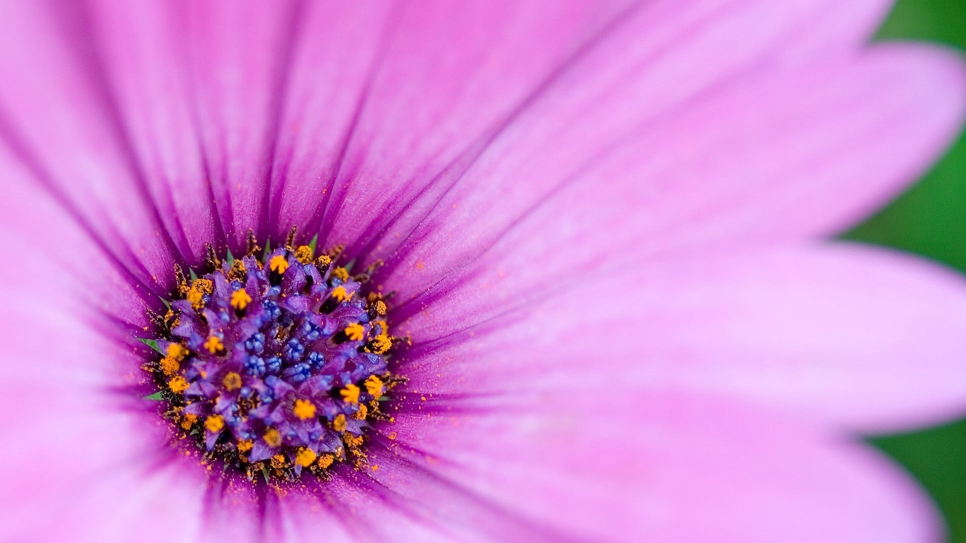 pollination, springtime, nature, delicate, petals, close-up, inflorescence, fragility, 1080P, flower, pink color, petal, beauty in nature, osteospermum, HD Wallpaper
