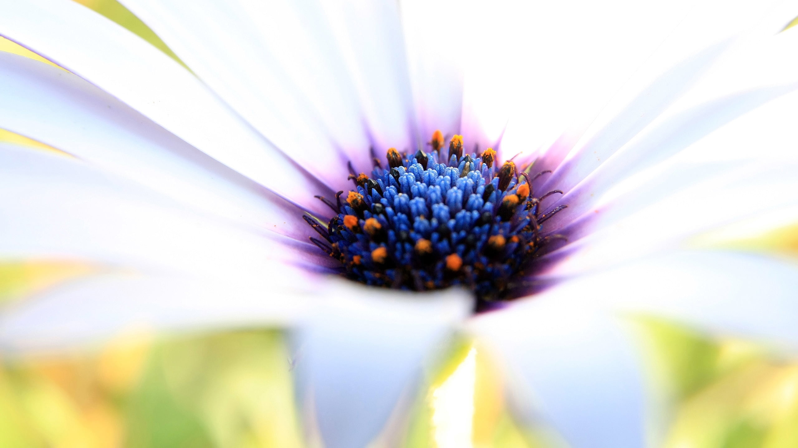 backgrounds, 2K, flower, close-up, pollination, sunlight, season, flowerbed, white, no People, petals, color Image, pollen, blue, daisy, macro, creative, HD Wallpaper