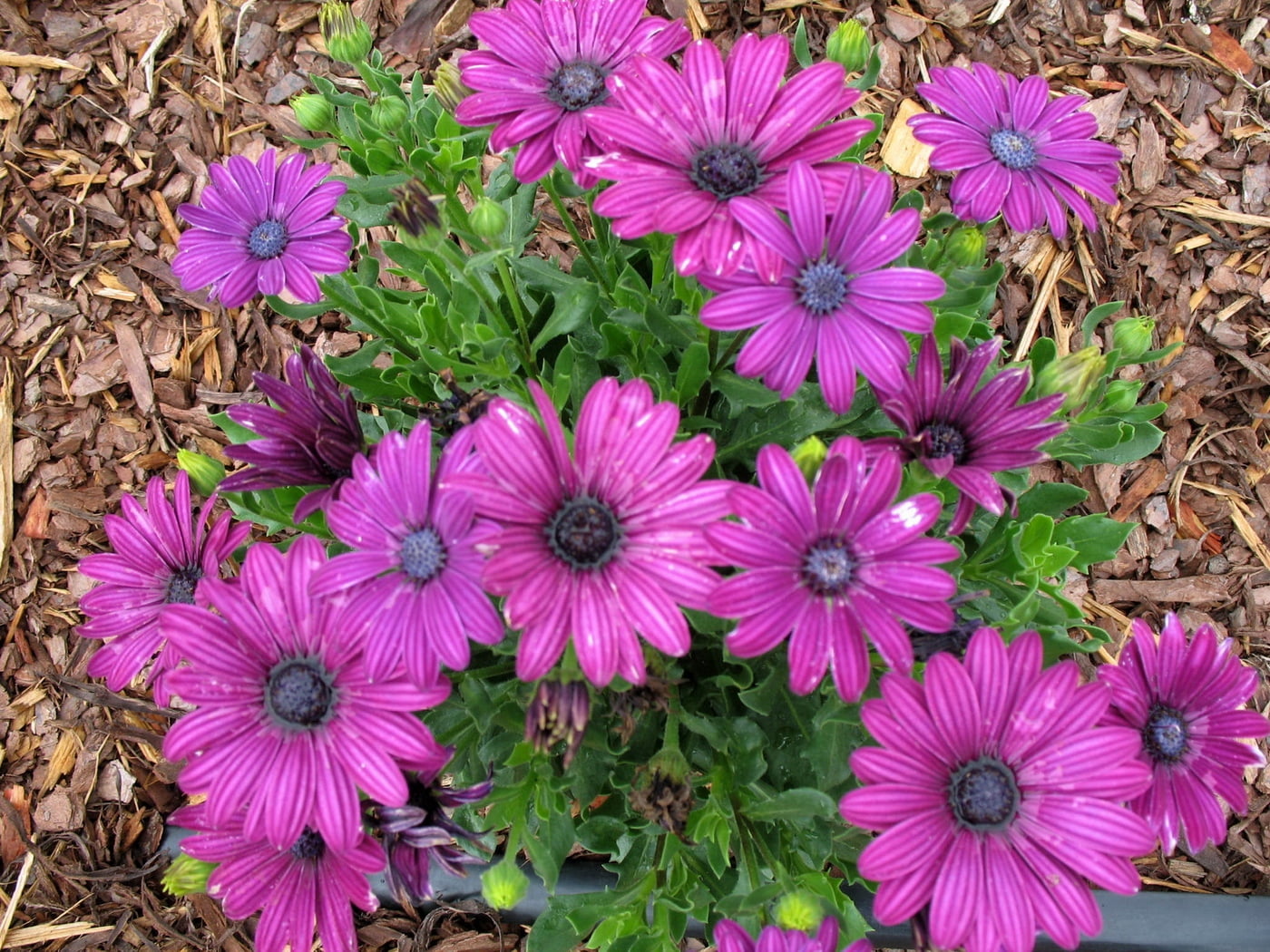 flower head, day, pollen, flowering plant, flower, plant part, purple, 720P, flowers, green, plant, no people, fragility, daisy, high angle view, vulnerability, HD Wallpaper