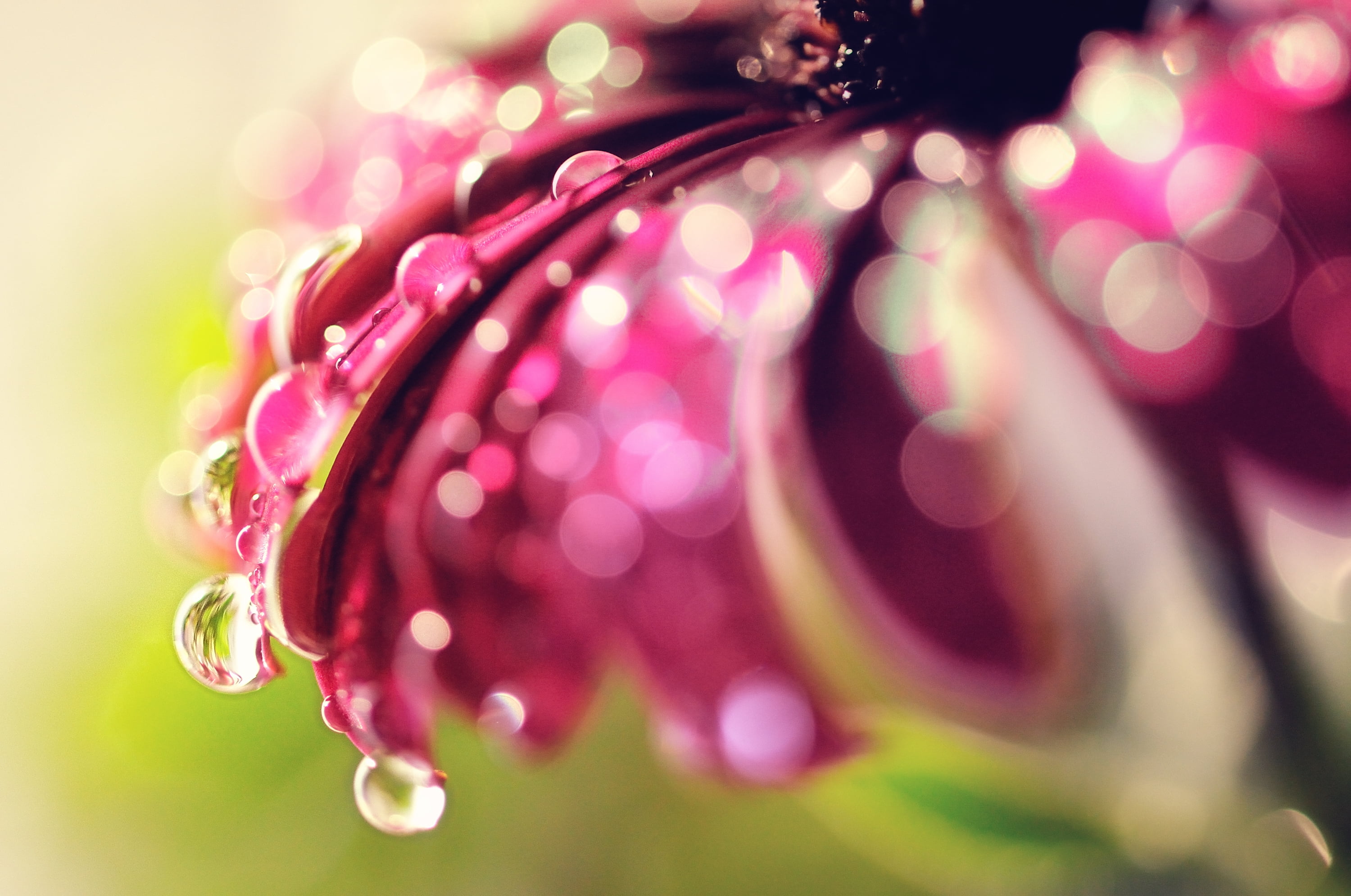 ornate, pattern, lens flare, osteospermum, background, christmas Ornament, 2K, fragility, plant, christmas, glitter, freshness, celebration, beauty in nature, HD Wallpaper