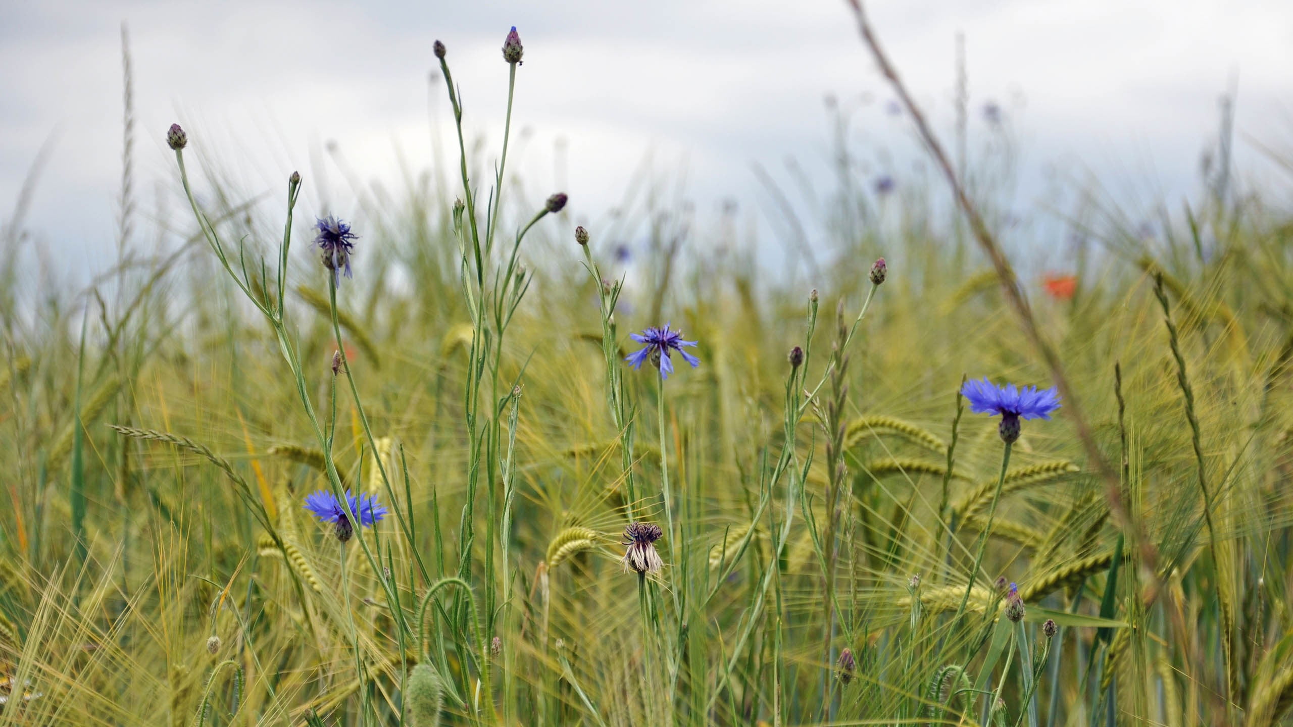 plants, flowers, 2K, Cornflowers, HD Wallpaper