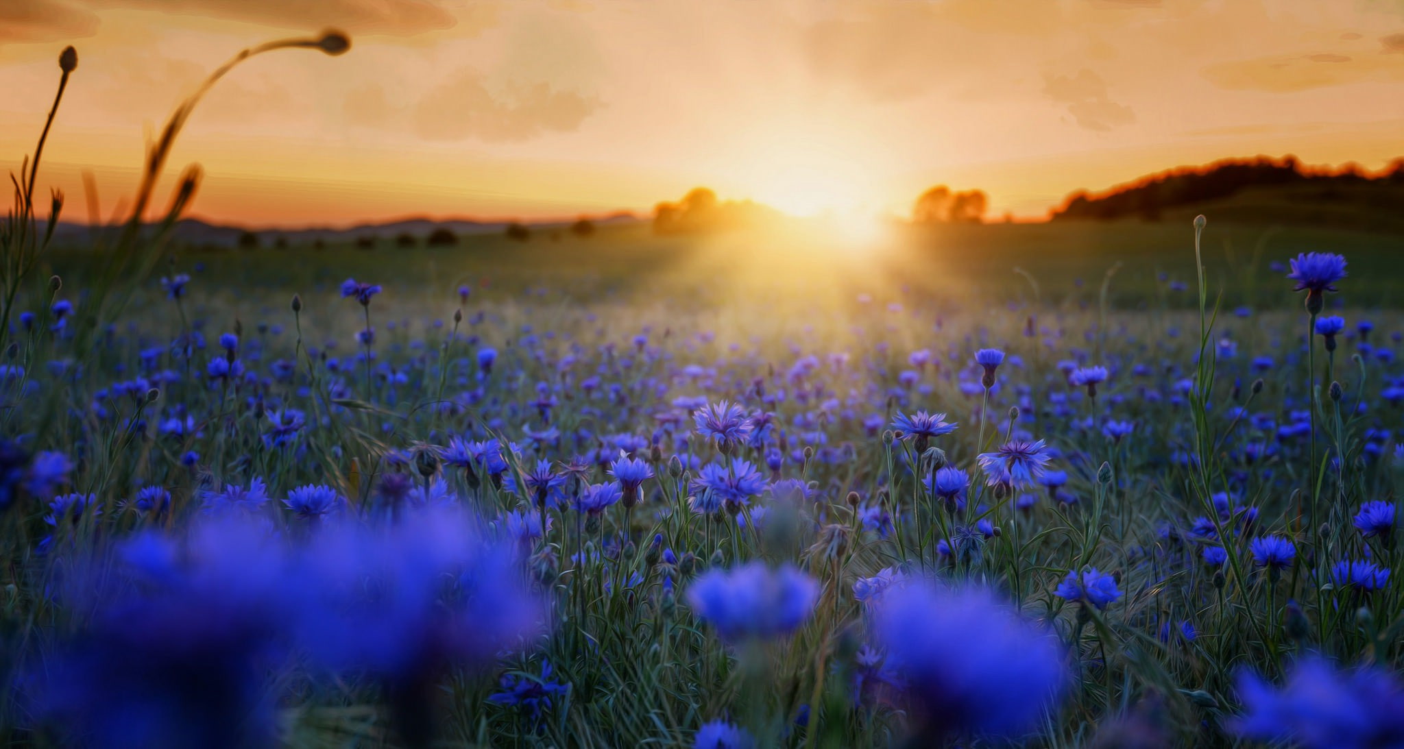 1080P, beautiful, blue, Nature, morning, cornflowers, flowers, HD Wallpaper