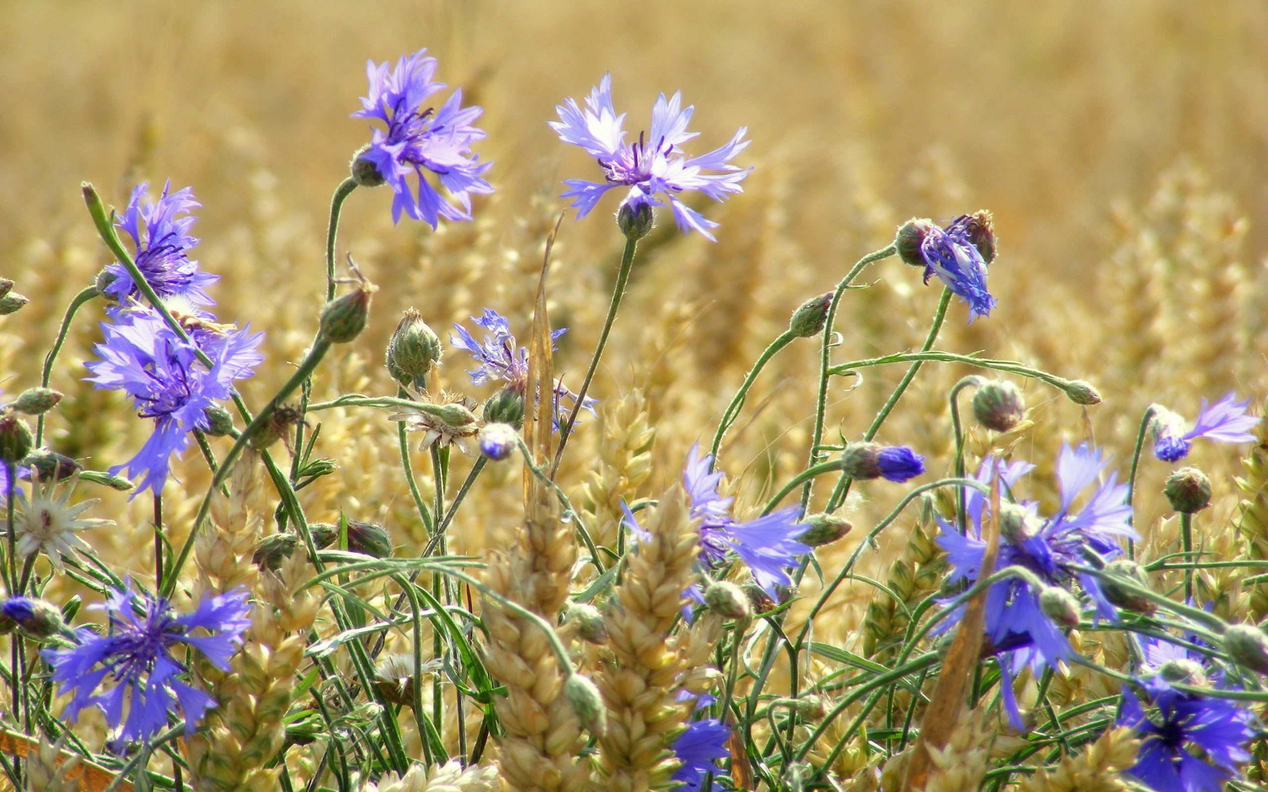 wheat, field, ears, flowers, summer, 2K, cornflowers, HD Wallpaper
