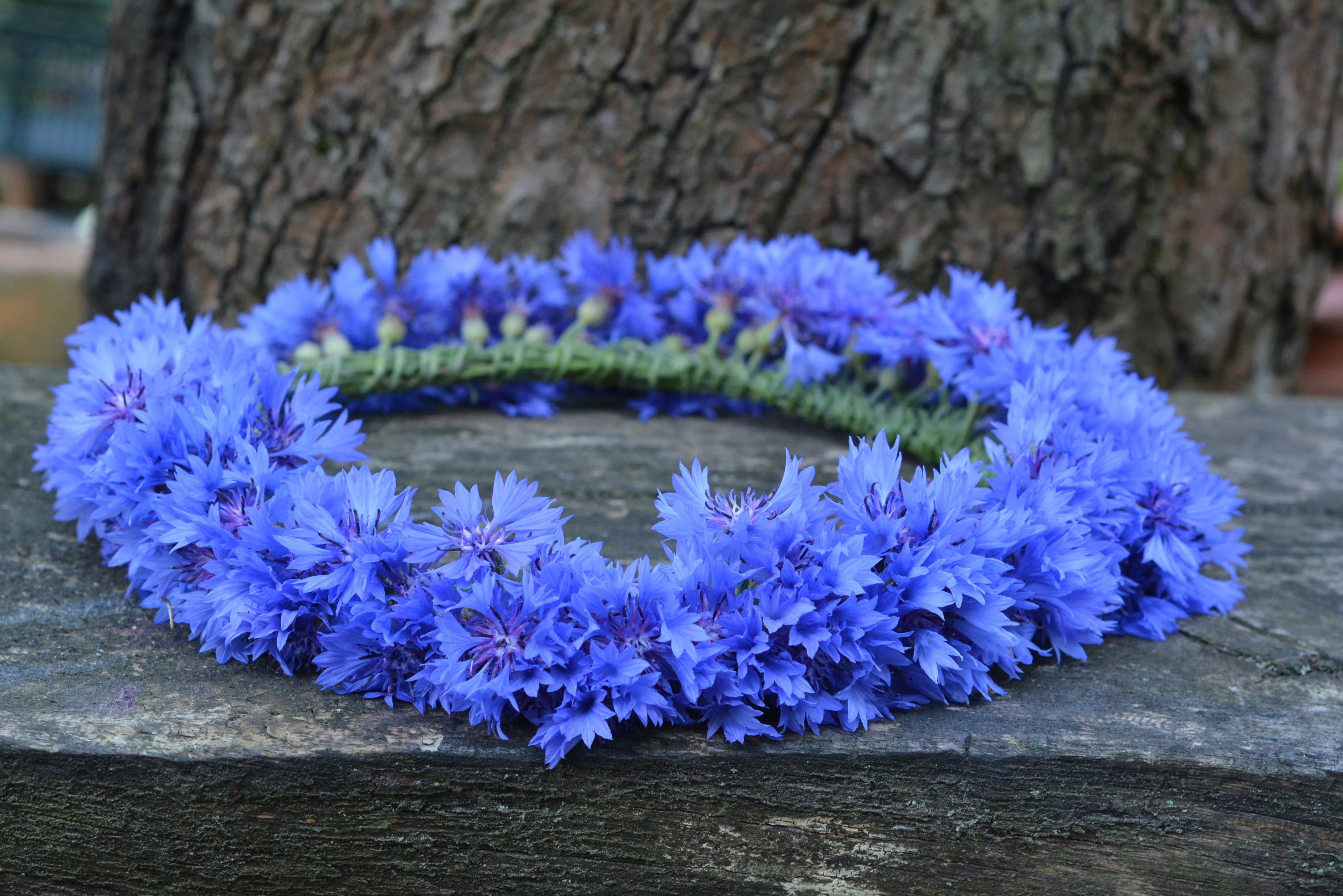 blue, beauty in nature, 4K, nature, no people, plant, cornflowers, wreath, outdoors, flowering plant, freshness, floral, cornflower, flowers wildflowers, HD Wallpaper