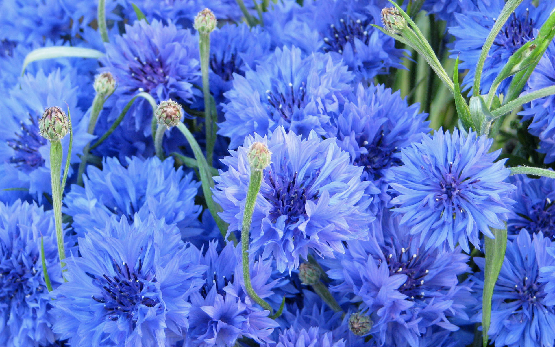 purple, blue, freshness, season, leaf, close-up, day, 1080P, backgrounds, inflorescence, flower, full frame, outdoors, fragility, no People, bluet, nature, HD Wallpaper