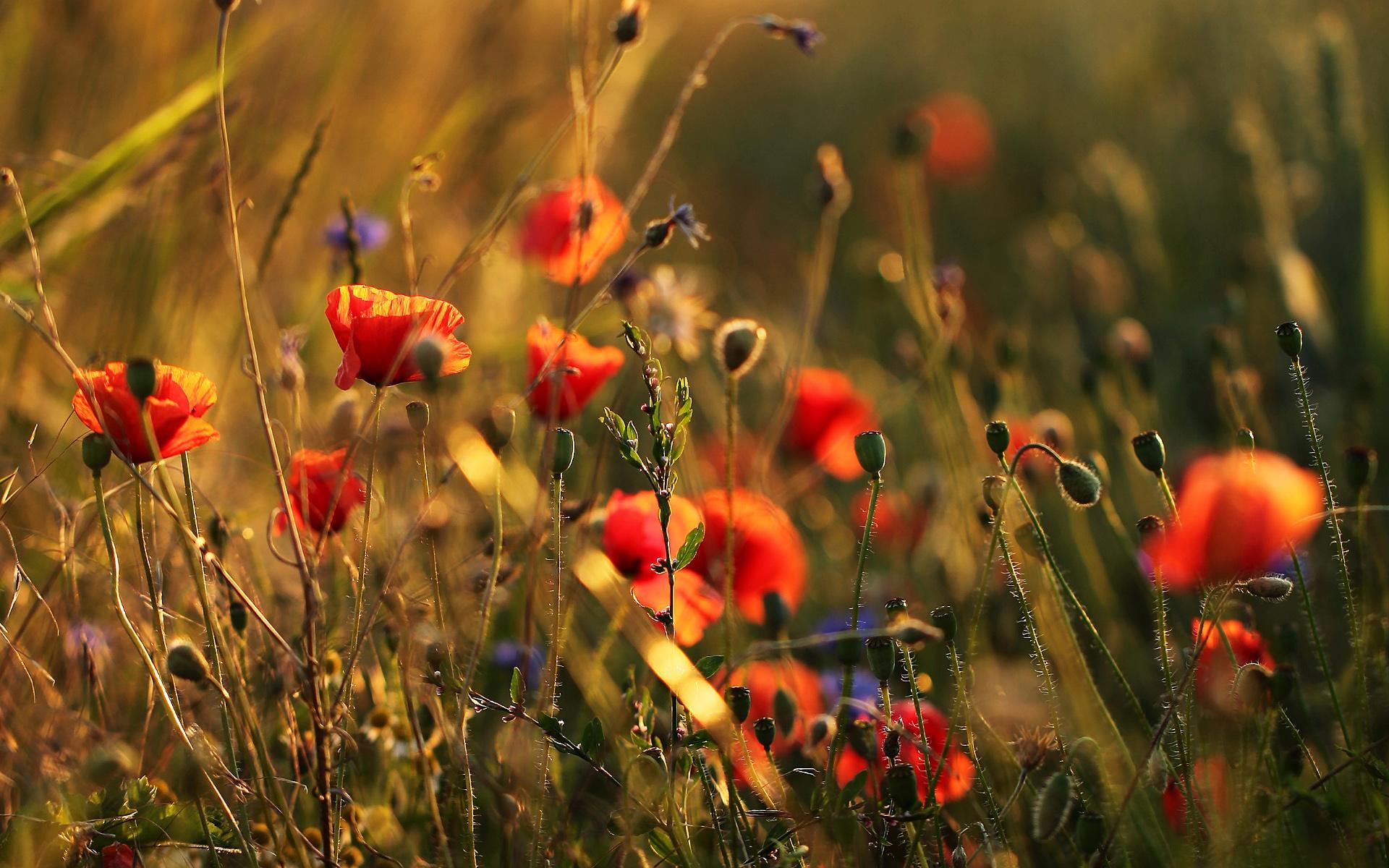 cornflower, flowers, grass, poppies, sunshine, flower, poppy, nature, 1080P, summer, blumenwiese, flower meadow, meadow, HD Wallpaper