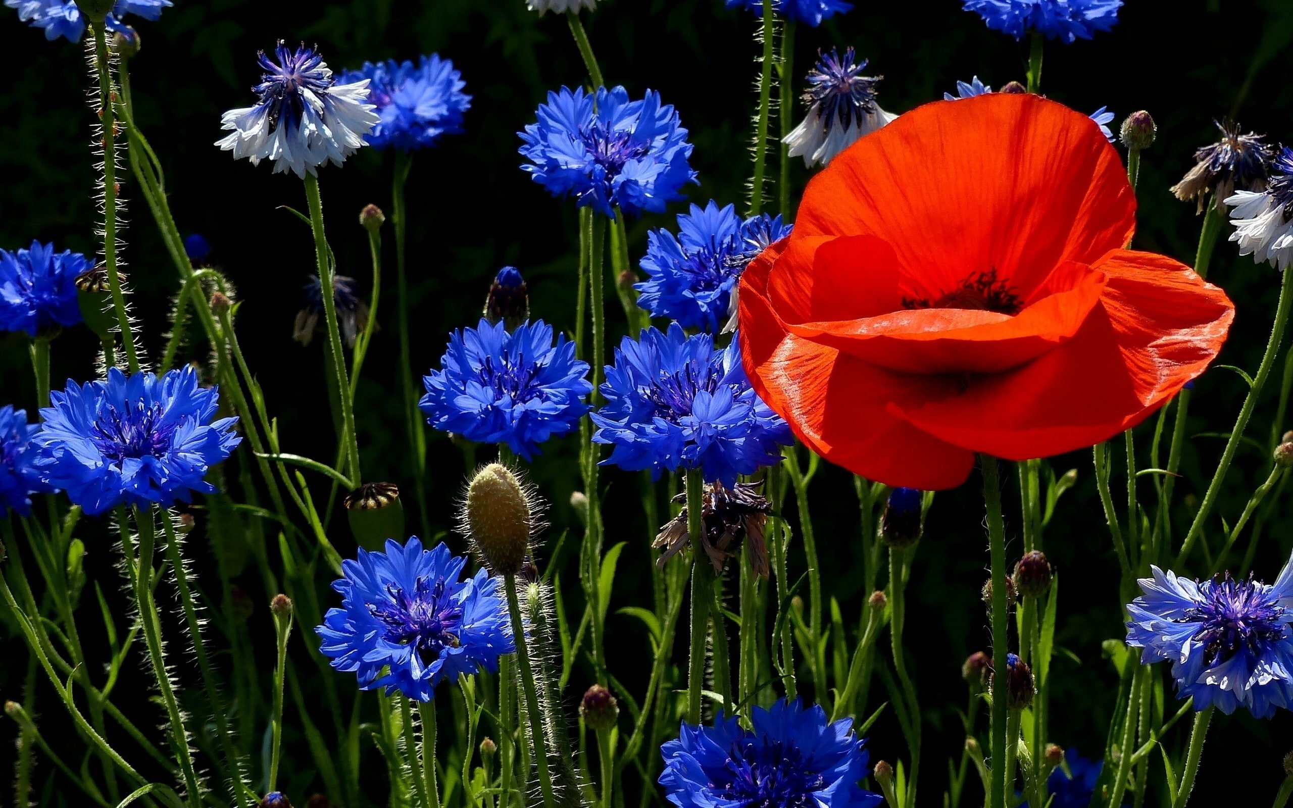 2K, meadow, poppies, cornflowers, HD Wallpaper