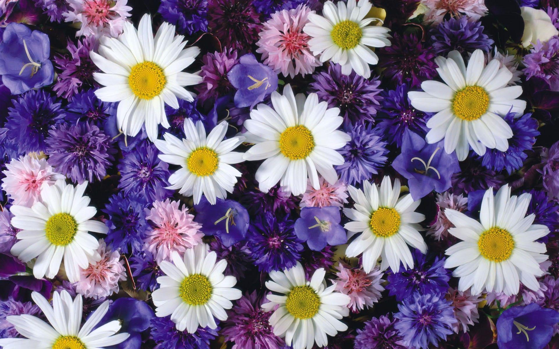 white, daisies, daisy, flowers, flower, cornflower, cornflowers, purple, pink, 1920x1200, 1080P, HD Wallpaper