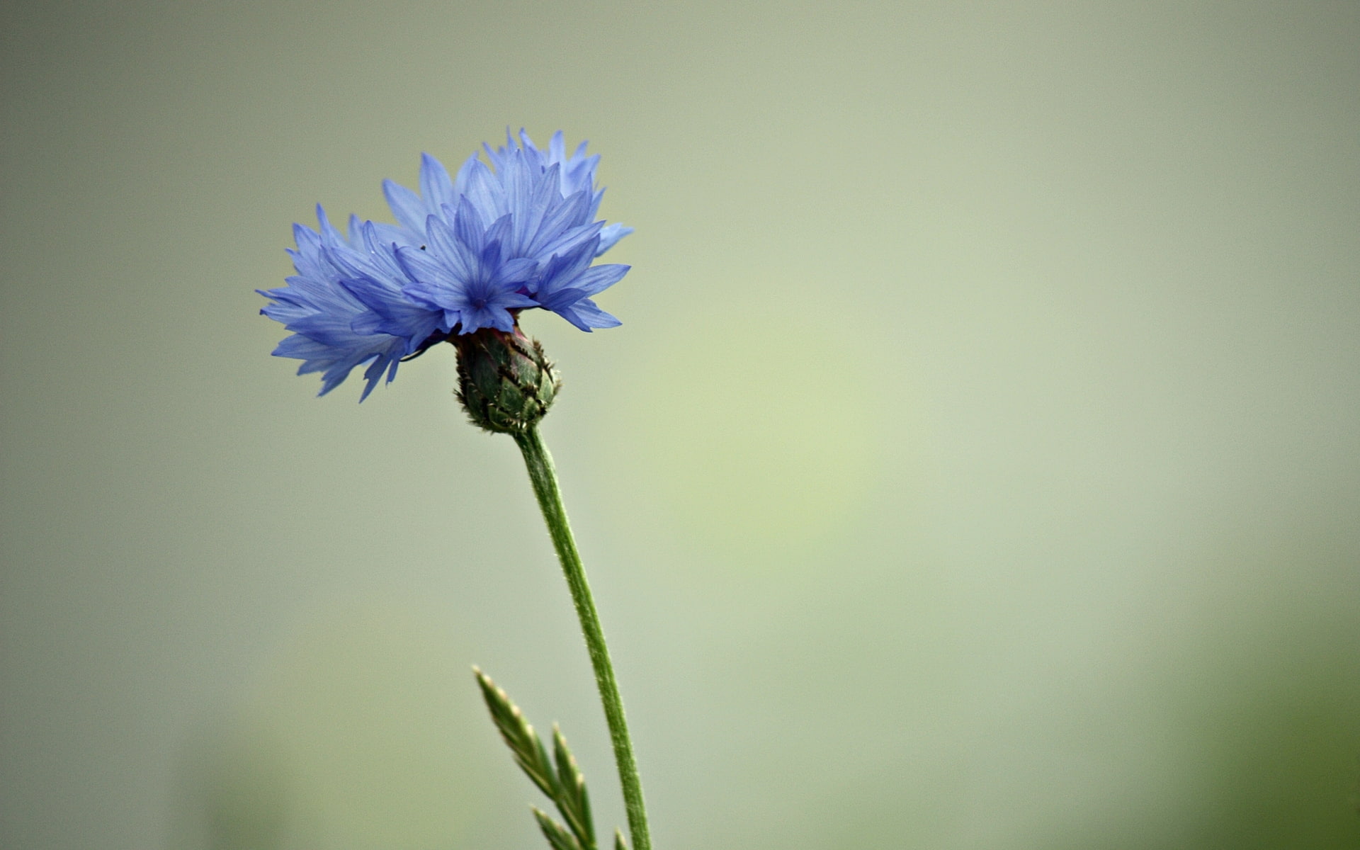 flower, petaled, blue, 1080P, cornflower, HD Wallpaper