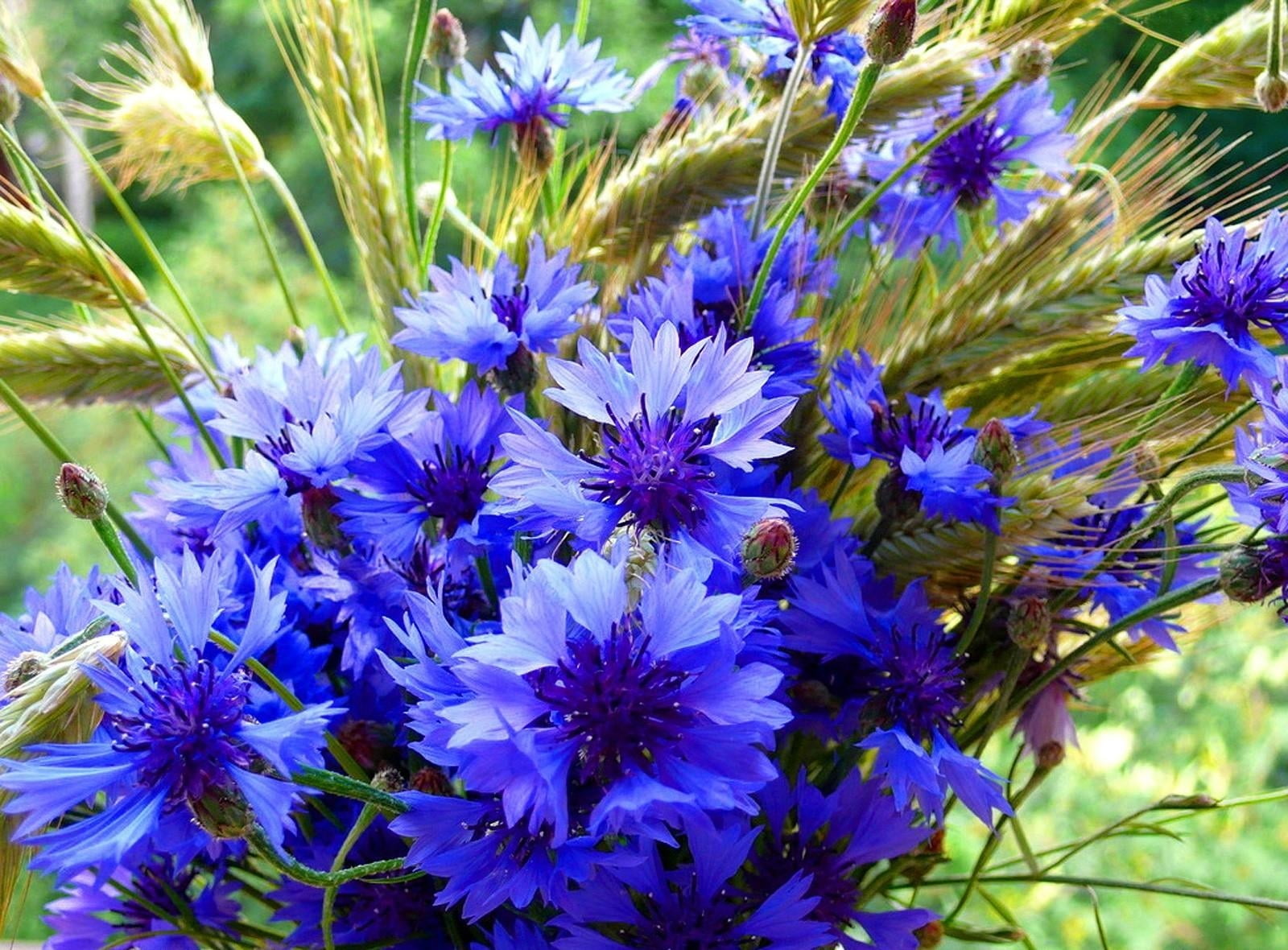 leaf, day, blue, nature, flower, herb, petal, backgrounds, purple, spikelets, formal Garden, botany, summer, bouquet, pollen, close-up, freshness, macro, HD Wallpaper