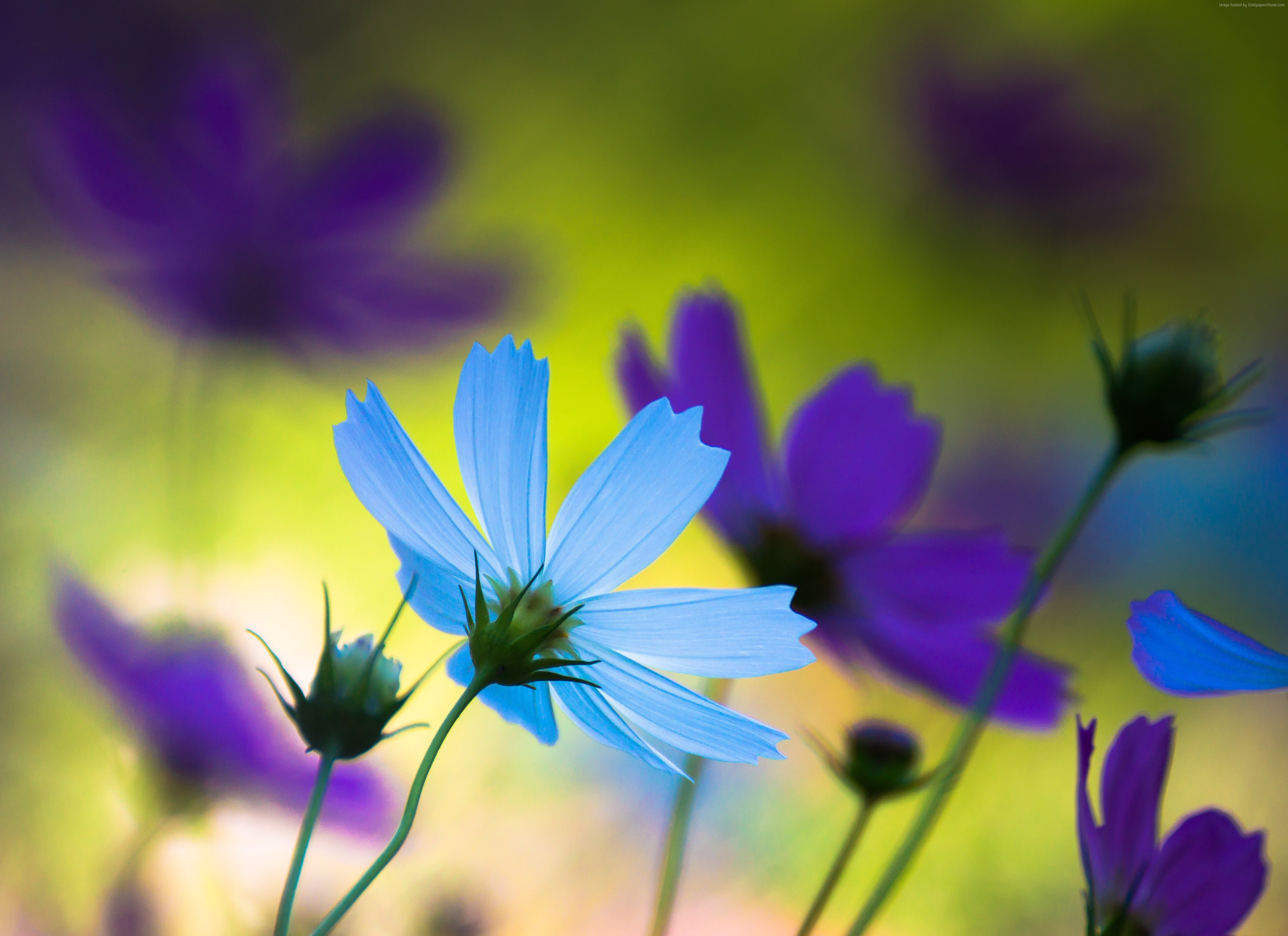 Cornflowers, 4K, blue, 4k, HD Wallpaper