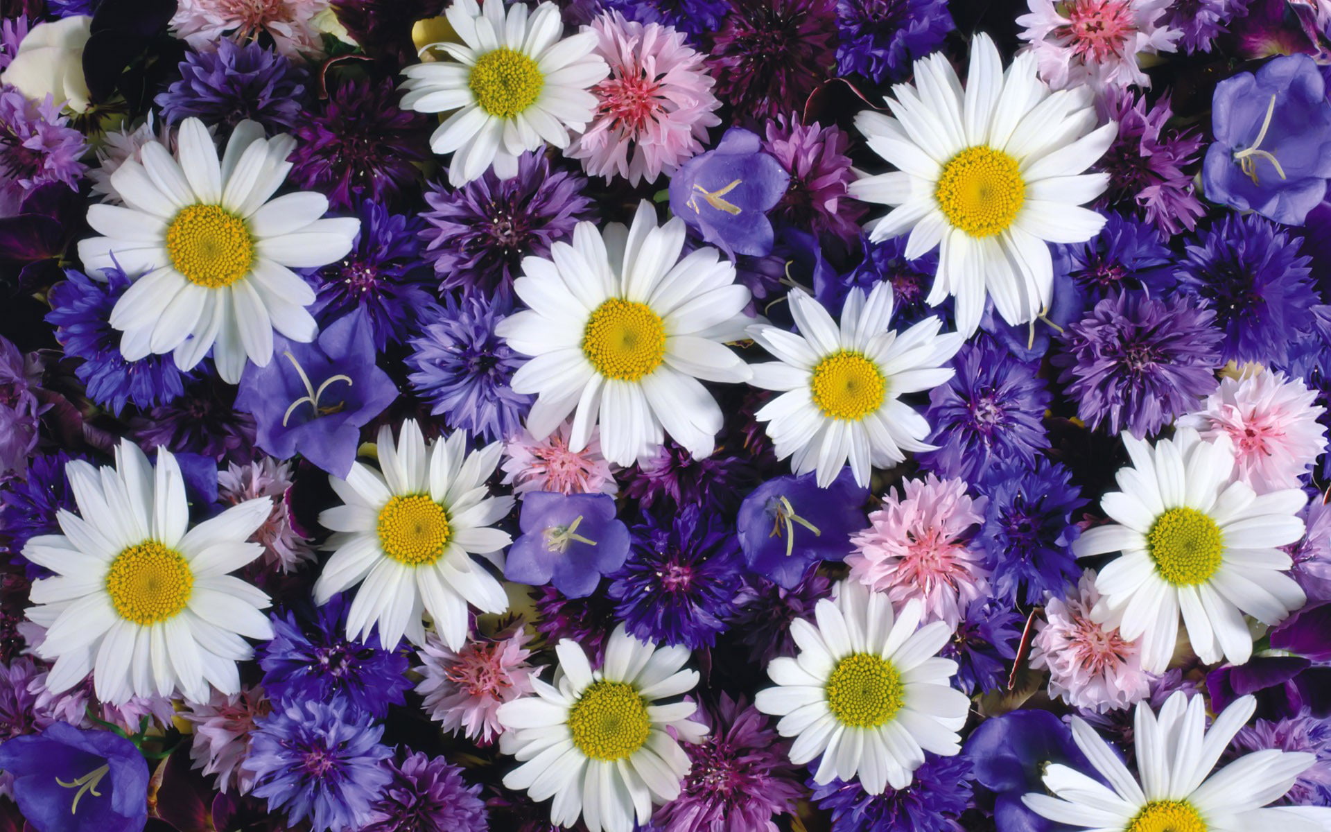 uhd, beautiful, flowers, bluebells, cornflowers, 1080P, daisies, HD Wallpaper