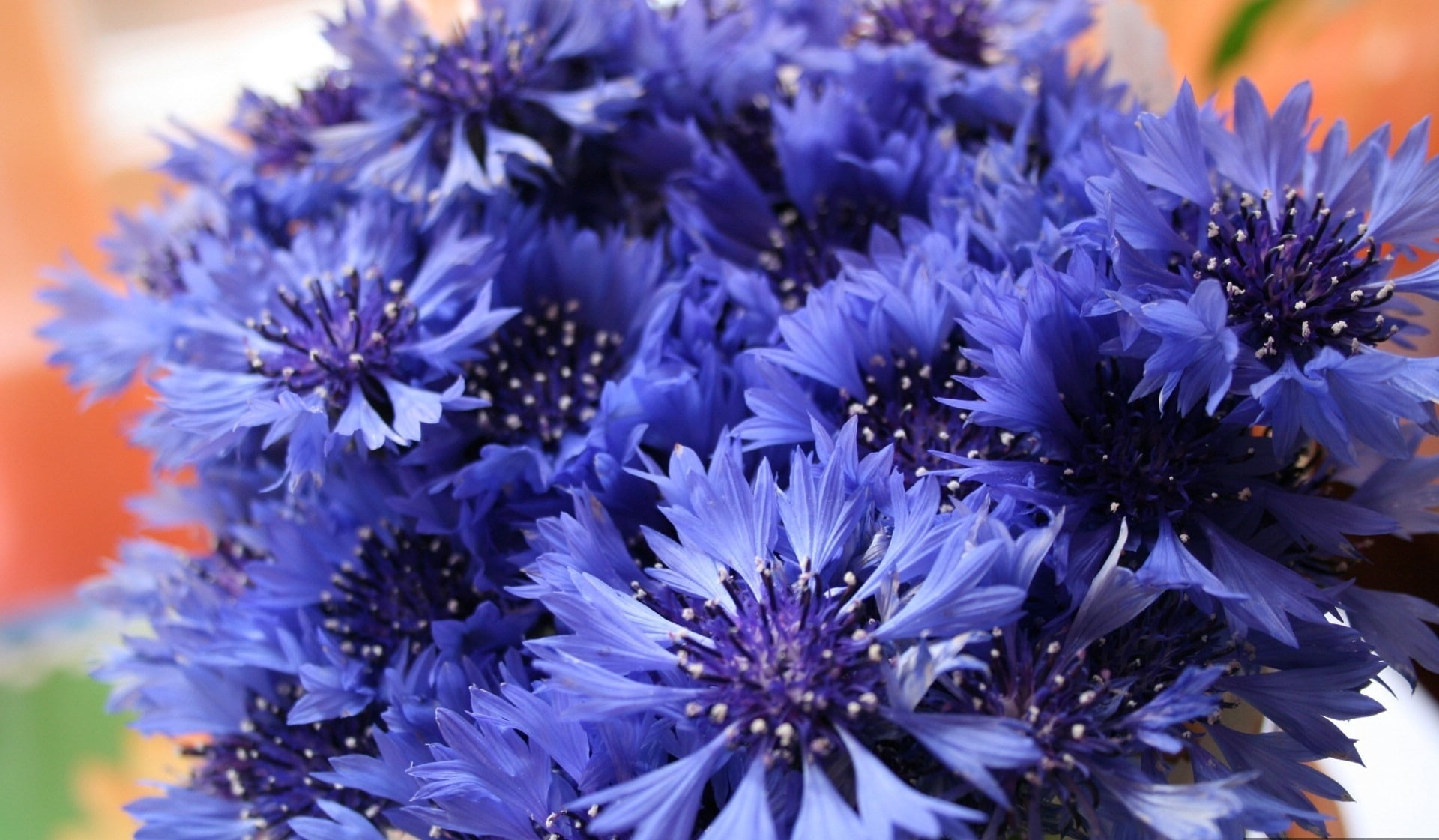 bunch of flowers, selective focus, flowering plant, cornflowers, growth, single Flower, vulnerability, freshness, no People, purple, fragility, inflorescence, HD Wallpaper