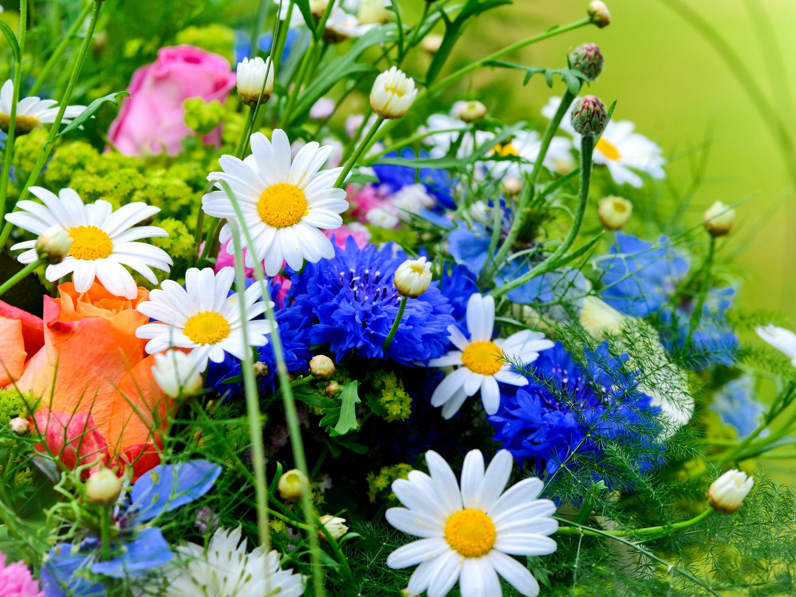 2K, Daisies, Blue, White, Cornflowers, Flowers, HD Wallpaper