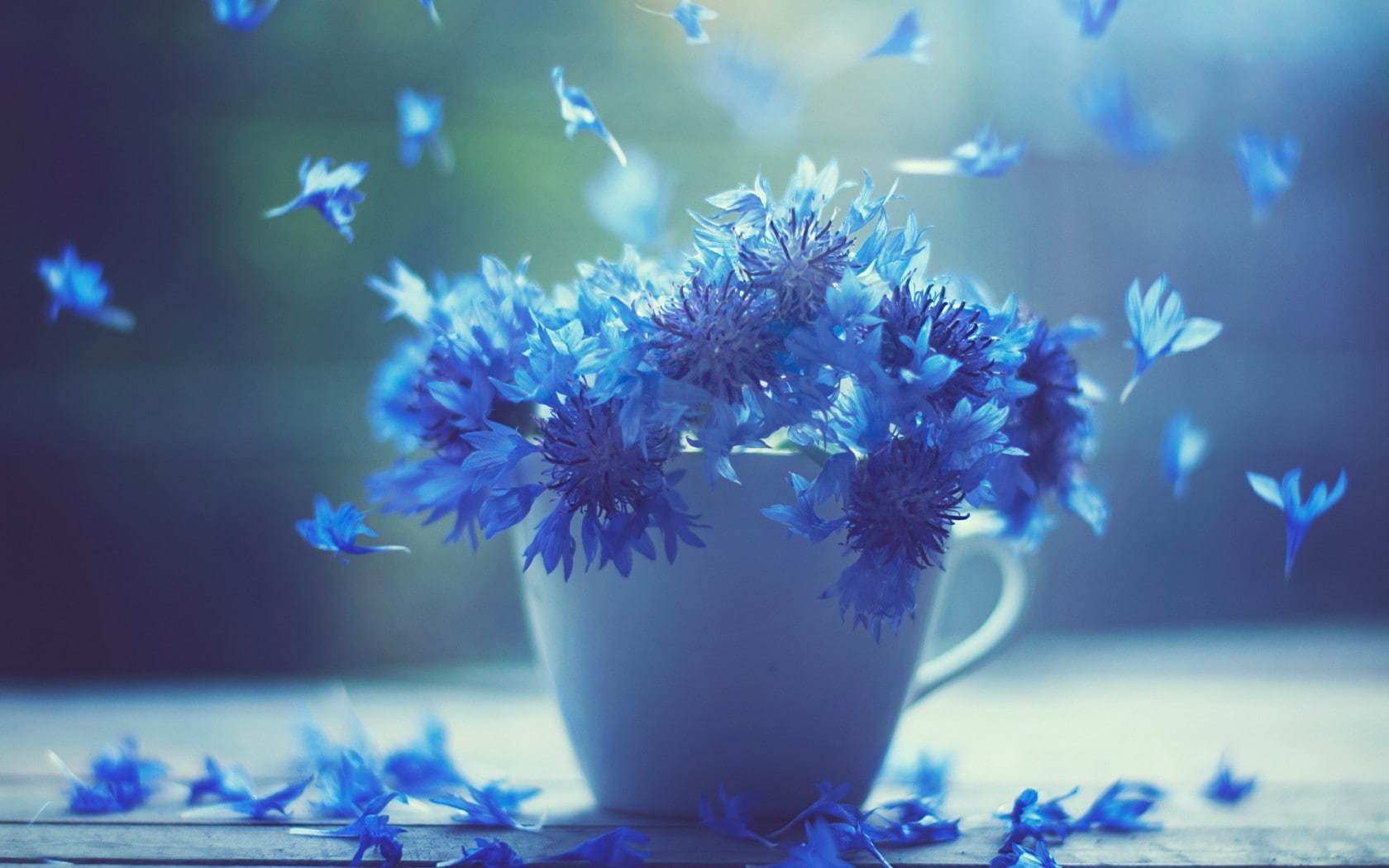 720P, flowers, close-up, s, cup, cornflowers, HD Wallpaper