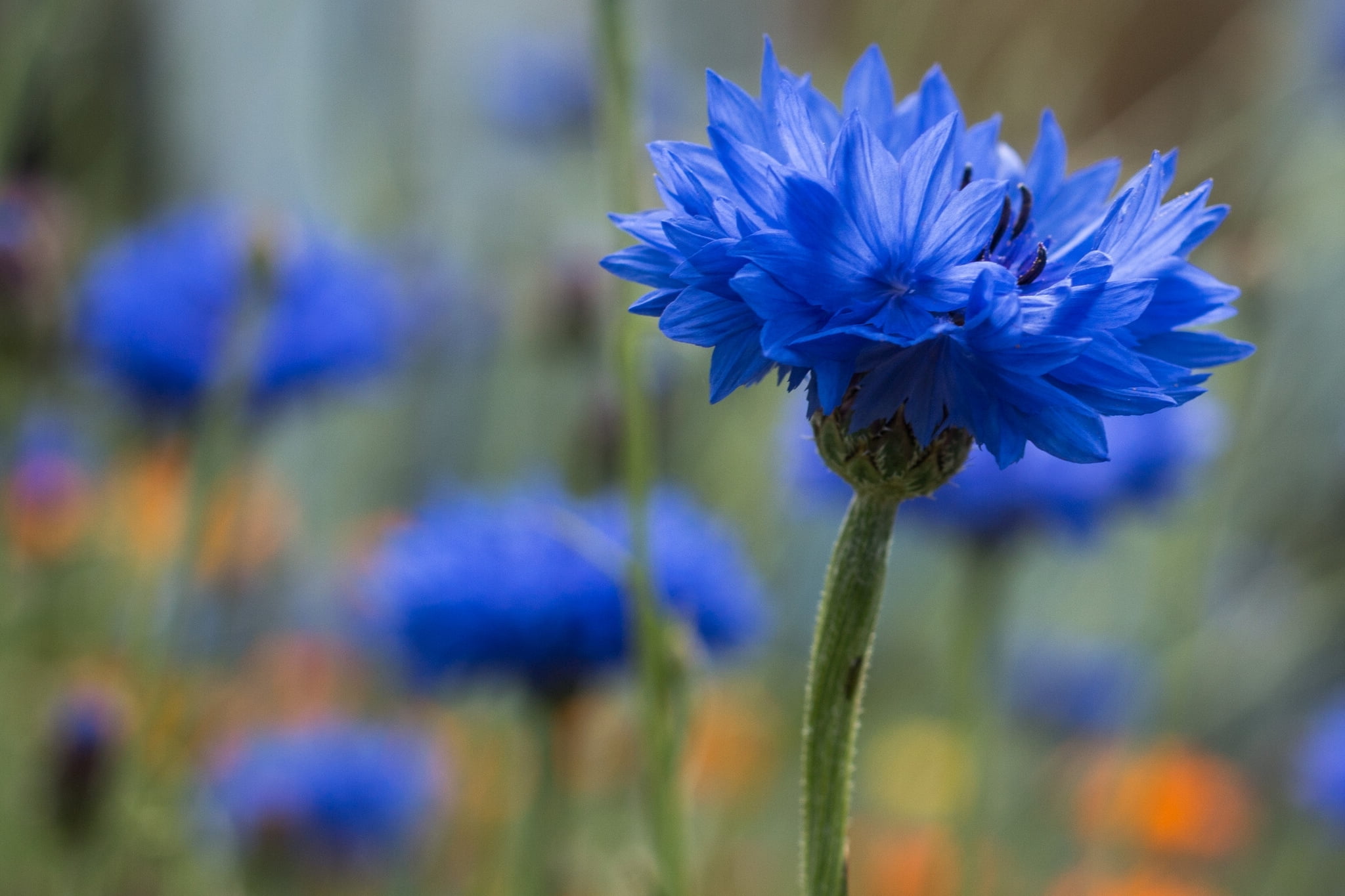 macro, blue, flower, cornflowers, bokeh, springtime, plant, plant stem, petal, freshness, inflorescence, sepal, softness, vulnerability, purple, 1080P, HD Wallpaper