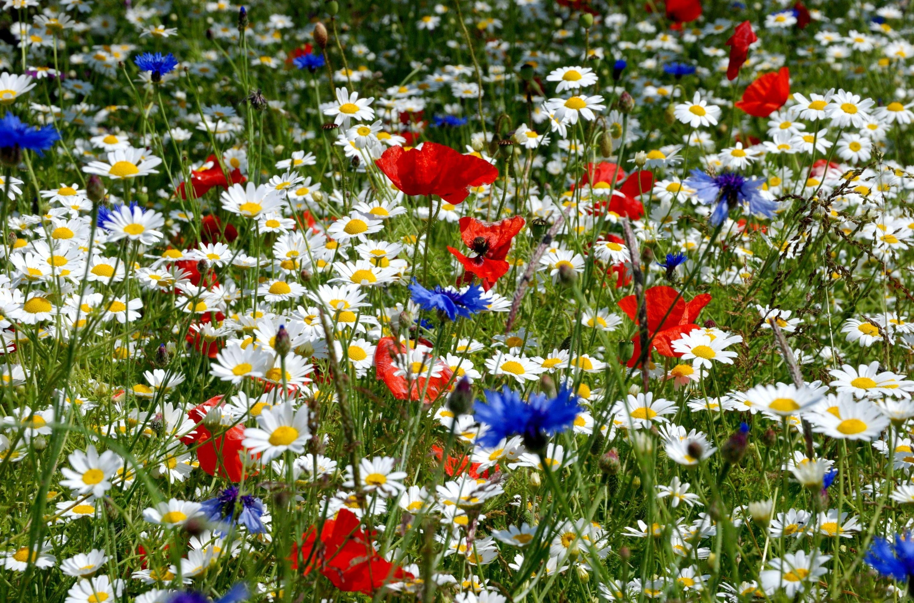 meadow, blue, vibrant Color, flowers, plant, no People, formal Garden, color, sunlight, fragility, ears, day, green Color, multi Colored, season, grass, HD Wallpaper