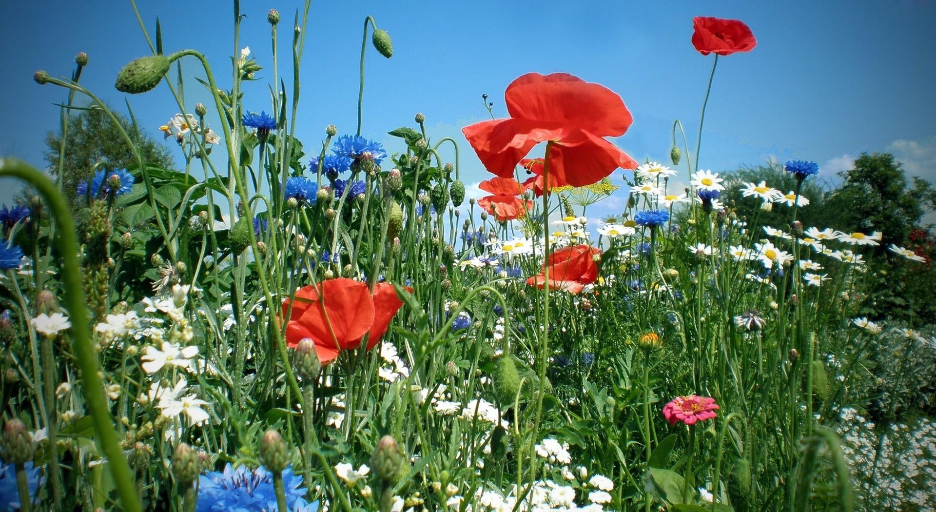 outdoors, vibrant Color, no People, cloud - Sky, inflorescence, growth, poppies, poppy, springtime, green Color, day, sunlight, flowerbed, rural Scene, HD Wallpaper