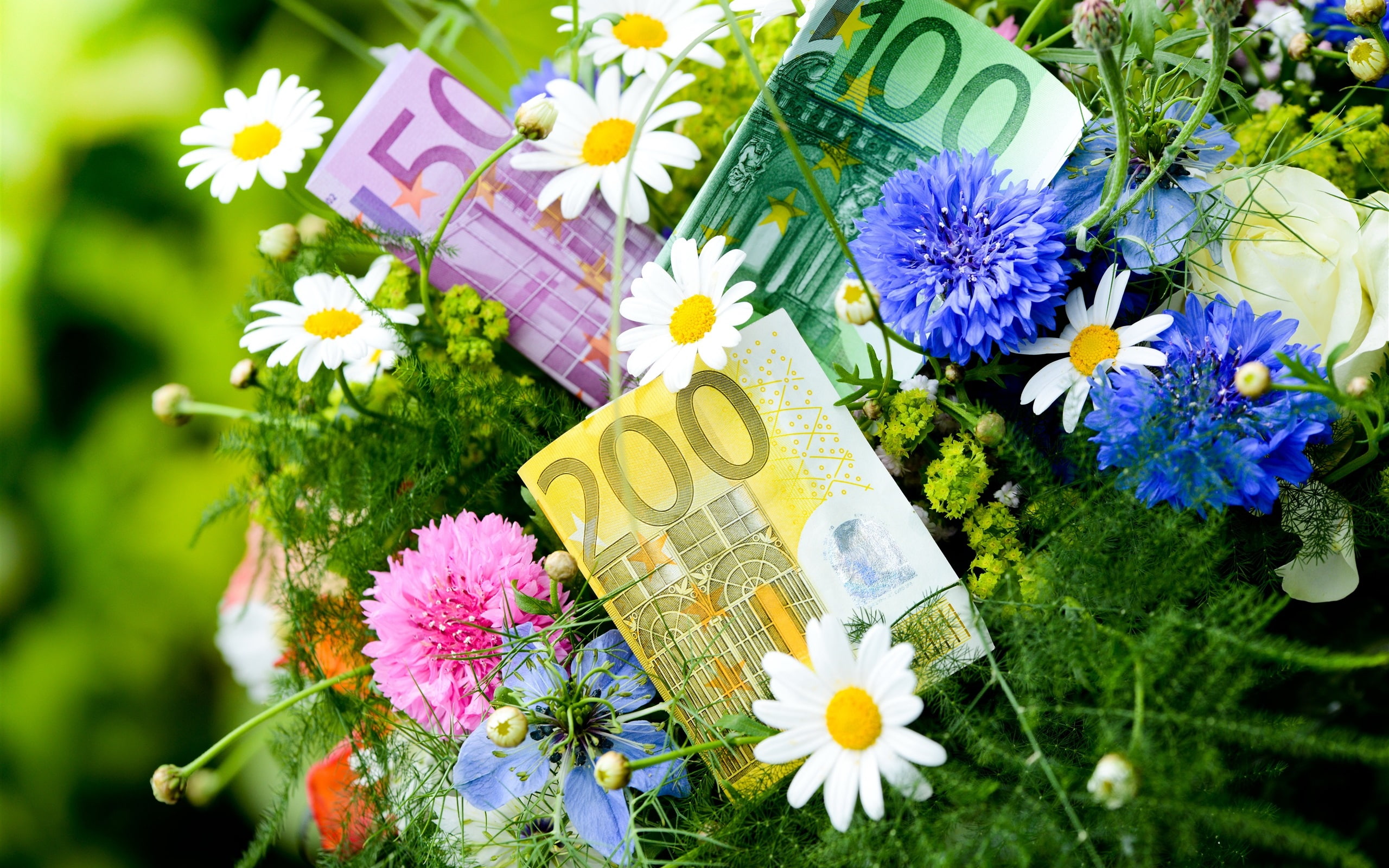 Flowers, 2K, Chamomile, Euro, Cornflowers, Money, HD Wallpaper