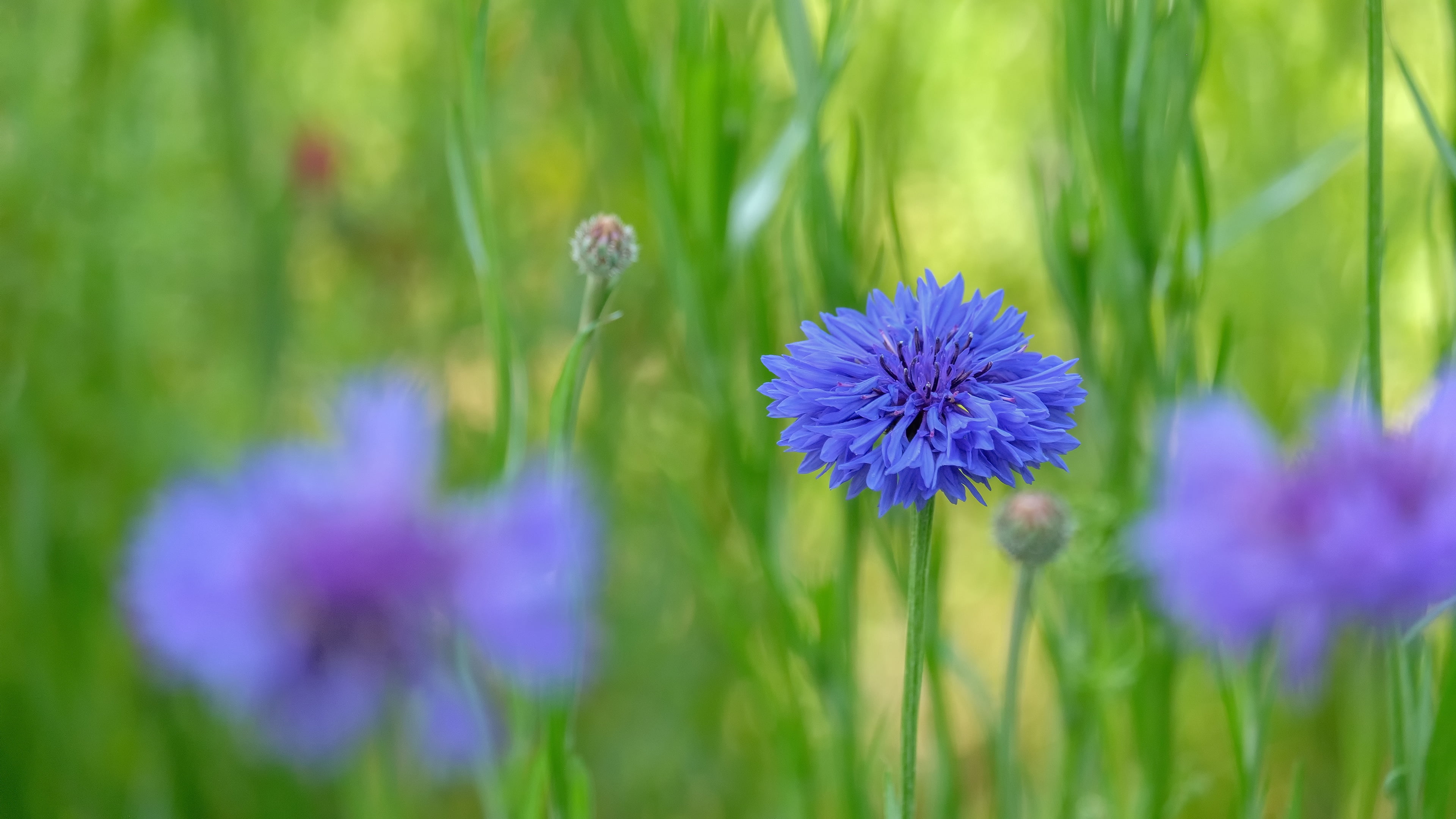 flowers, cornflowers, blue, cornflower, glade, greens, bokeh, meadow, blur, 4K, summer, HD Wallpaper