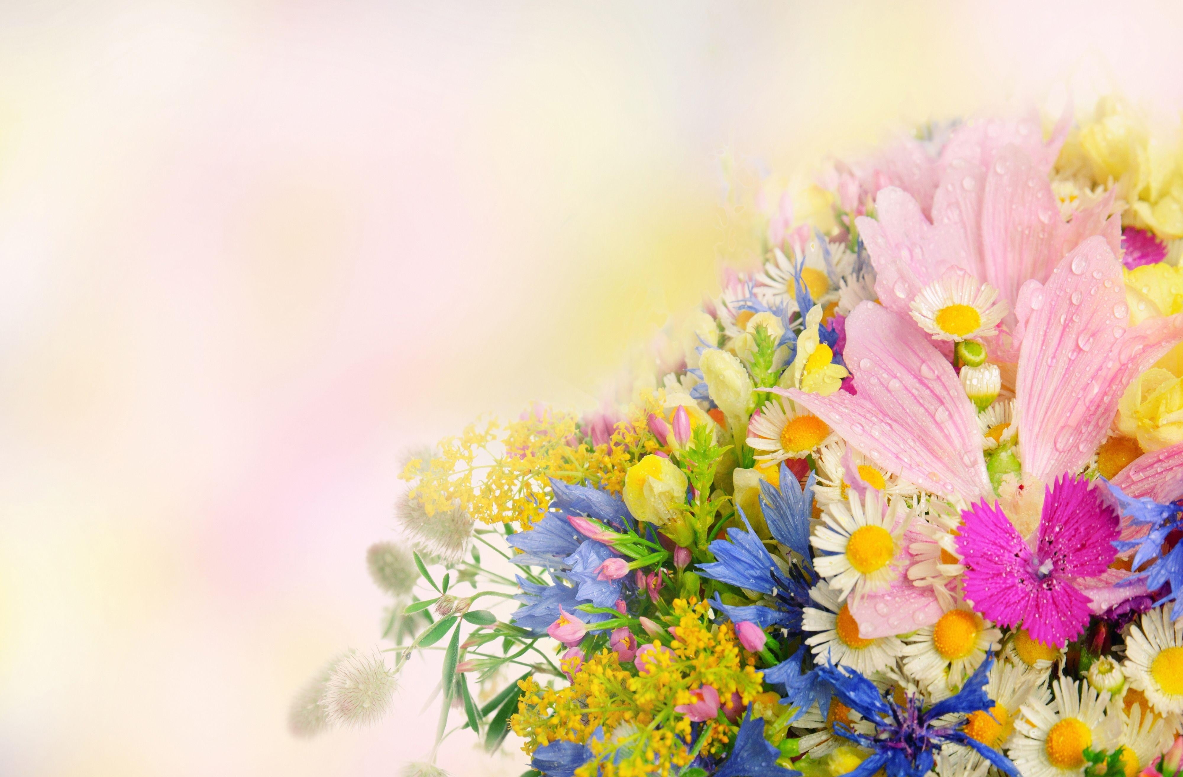 beauty In Nature, pink Color, inflorescence, fragility, bunch of flowers, pink, bouquet, branch, cornflowers, carnations, color Image, flower field, purple, HD Wallpaper