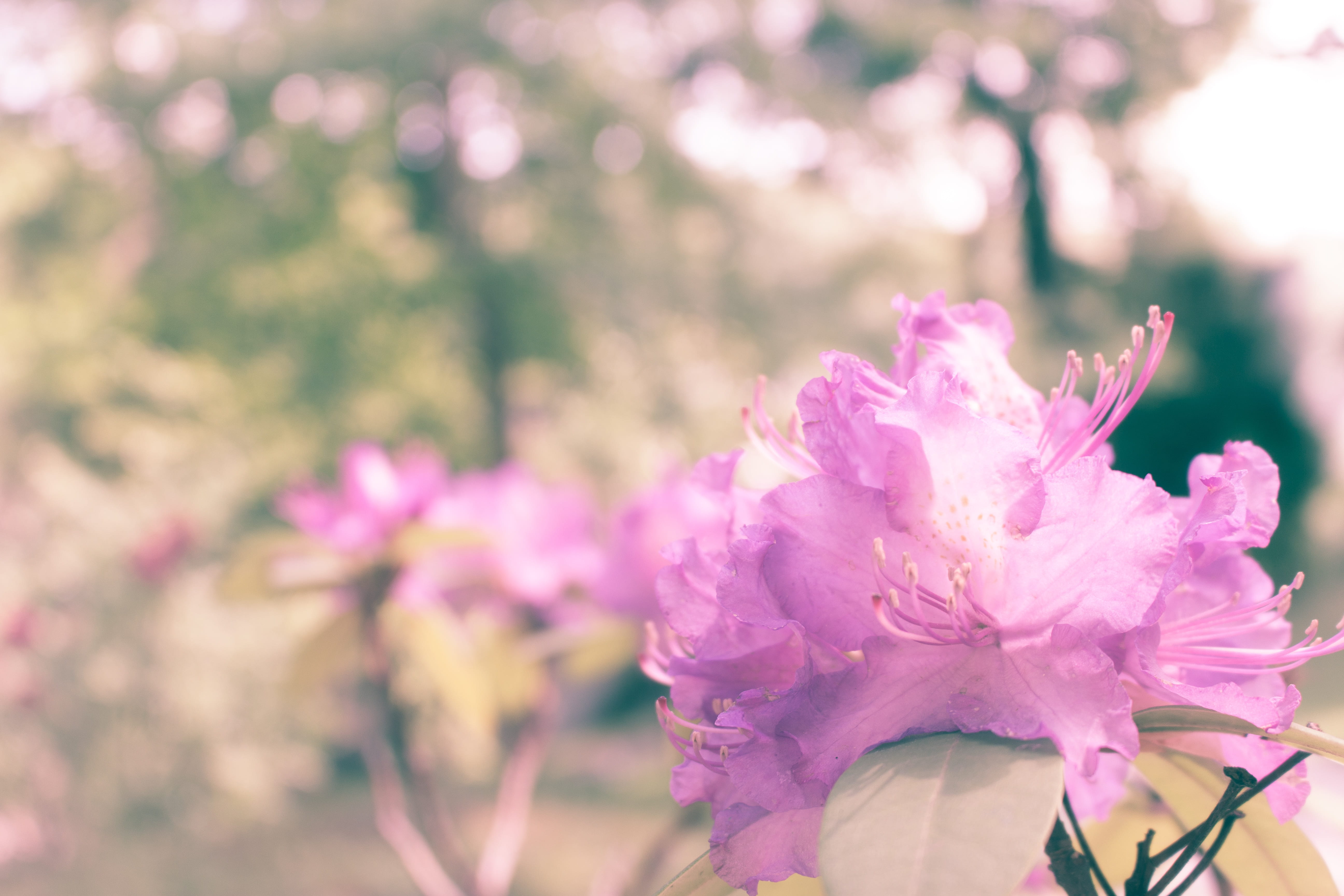 austria, pink color, fragility, close-up, flower, vienna, tree, petal, blossom, no people, flowers, forest, cherry tree, outdoors, flower head, focus on foreground, HD Wallpaper