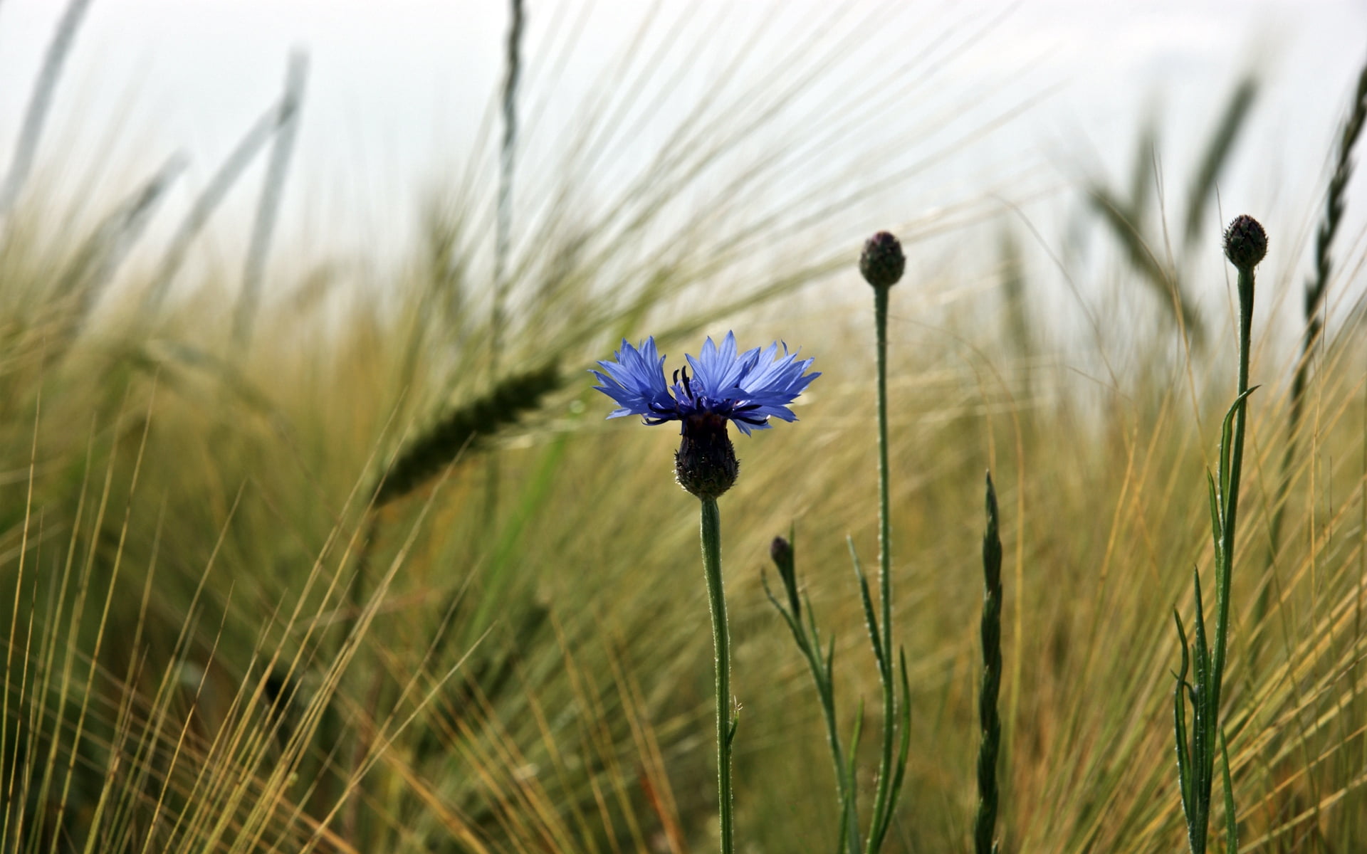 vibrant Color, nature, cereal plant, growth, sunlight, cornflower, season, grass, summer, day, botany, color Image, land, vulnerability, white, sky, fragility, HD Wallpaper