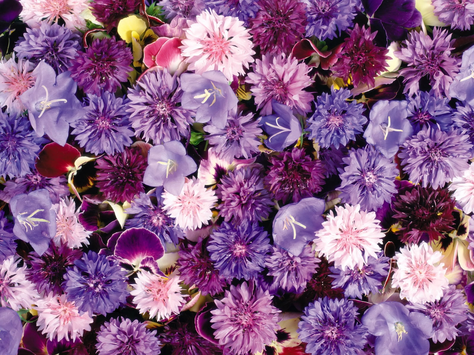 backgrounds, multi Colored, season, pink, vibrant Color, nature, 720P, white, flower, leaf, plant, botany, formal Garden, daisy, full frame, pansy, floral Pattern, HD Wallpaper