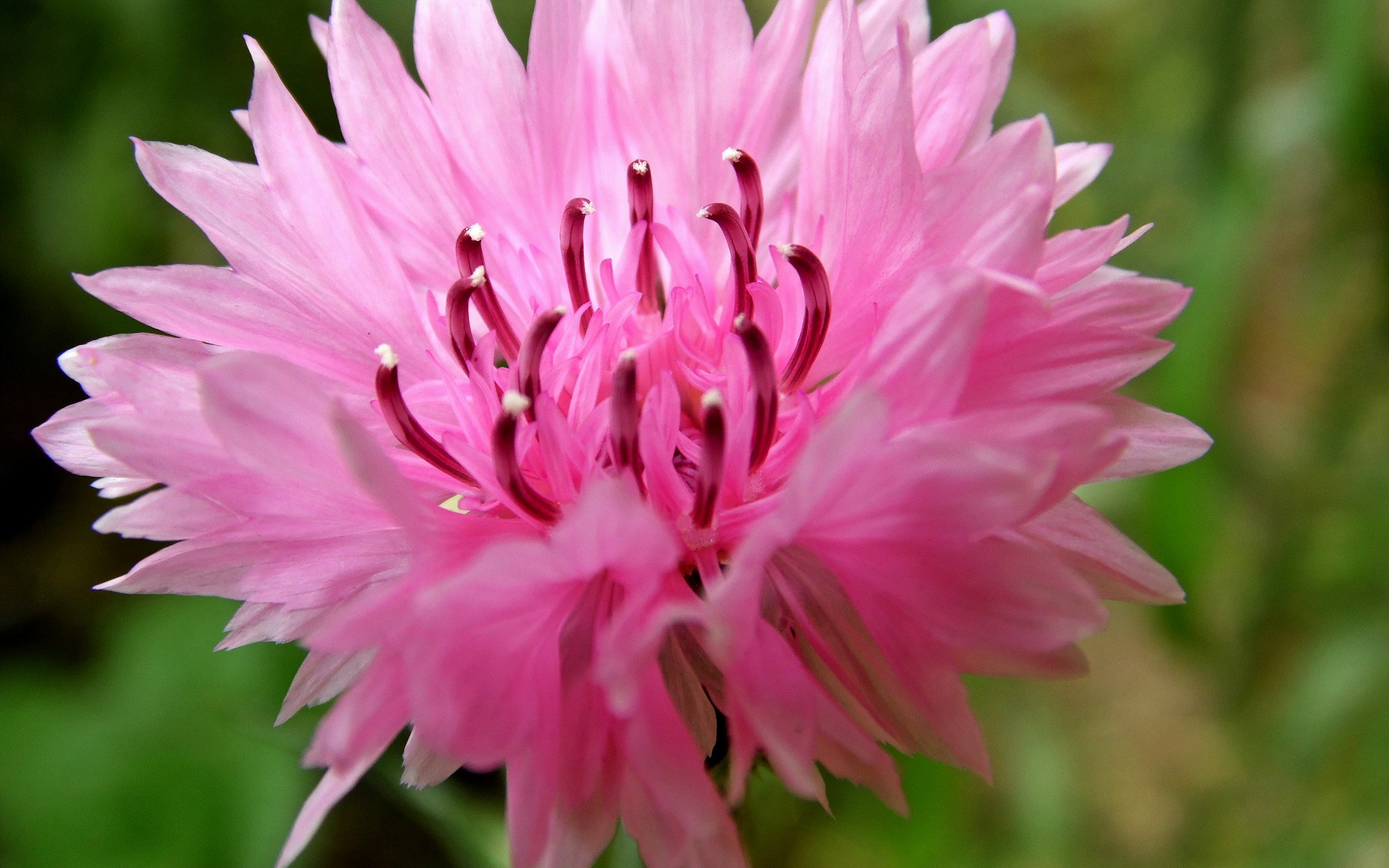 cornflower, 2K, HD Wallpaper