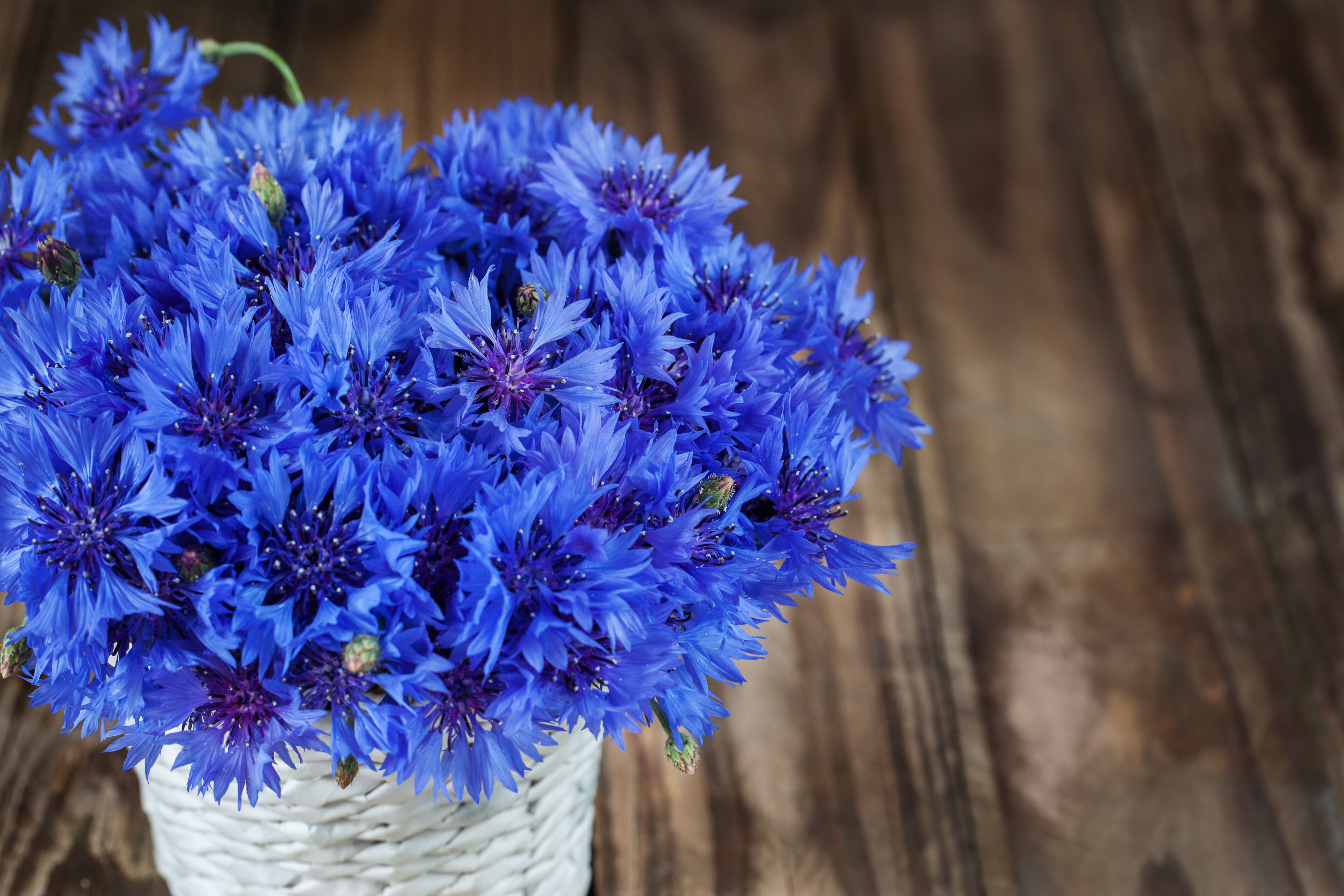 flowers, 5K, cornflowers, blue, bouquet, HD Wallpaper