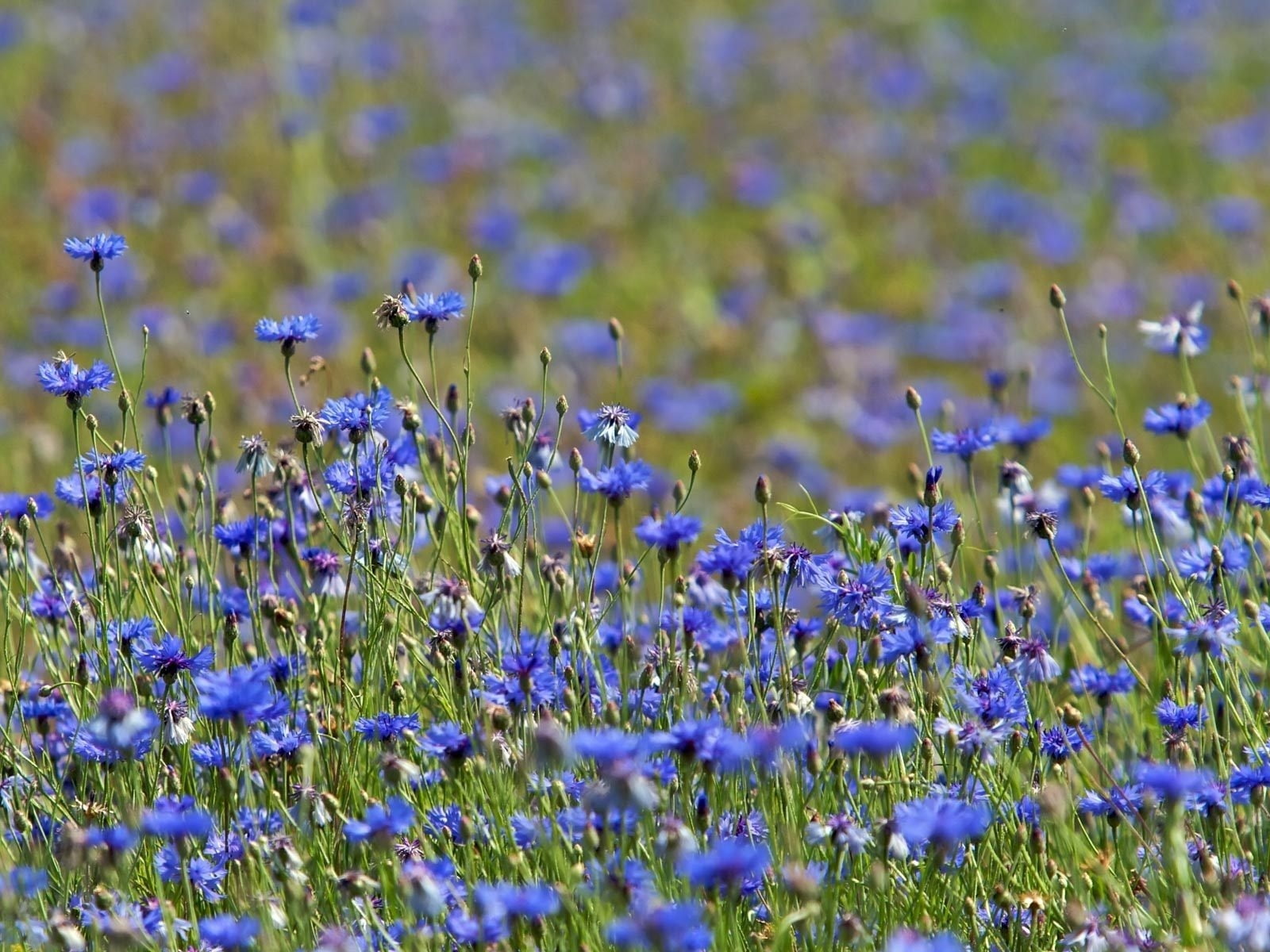 close-up, beauty In Nature, abundance, rural Scene, land, flower, no People, flowering plant, freshness, petal, green Color, lavender, herbal Medicine, HD Wallpaper