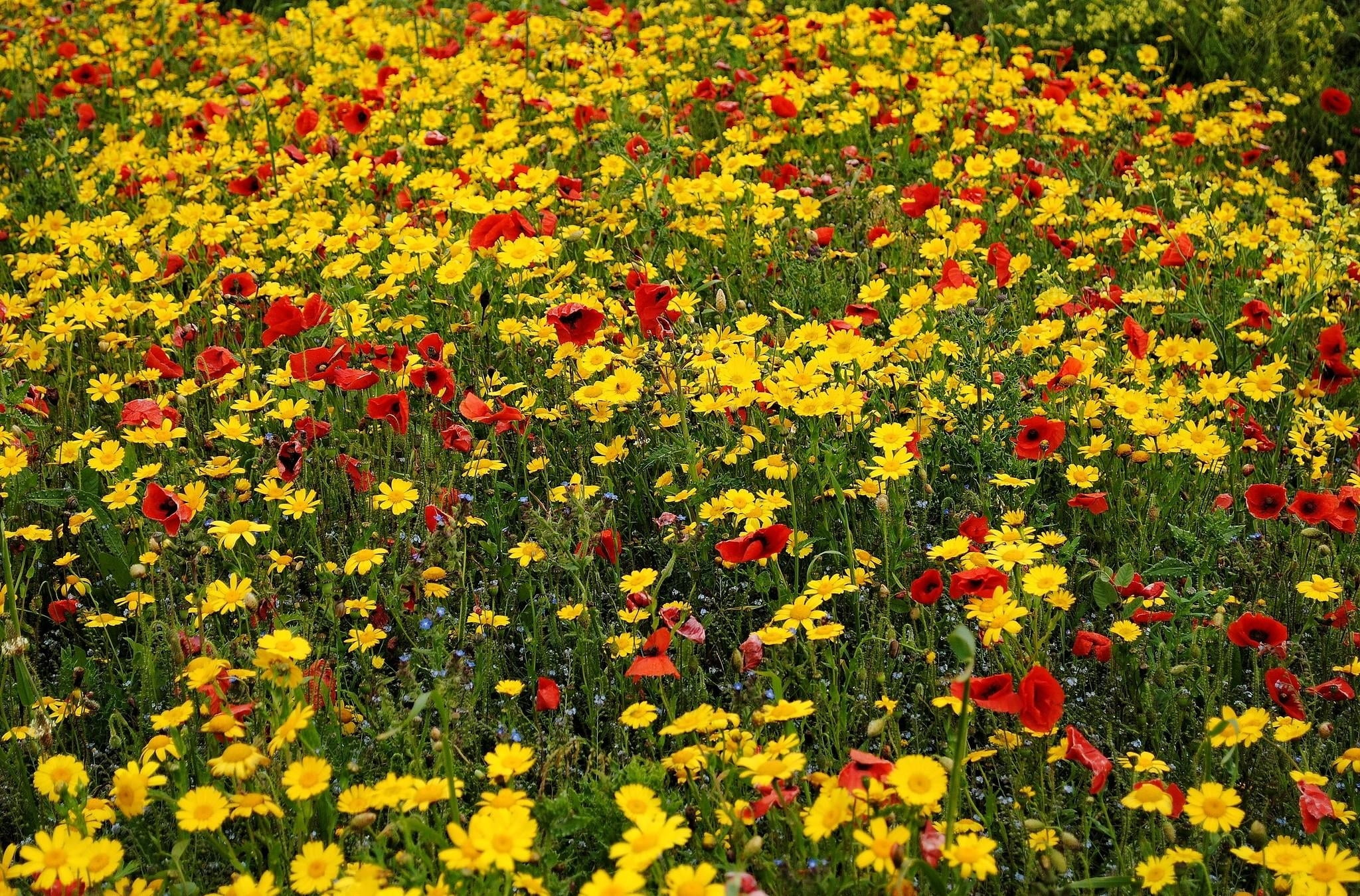 outdoors, flower Head, summer, meadow, field, abundance, 1080P, freshness, vibrant Color, flowering plant, colors, fragility, flowers, flowerbed, multi Colored, HD Wallpaper
