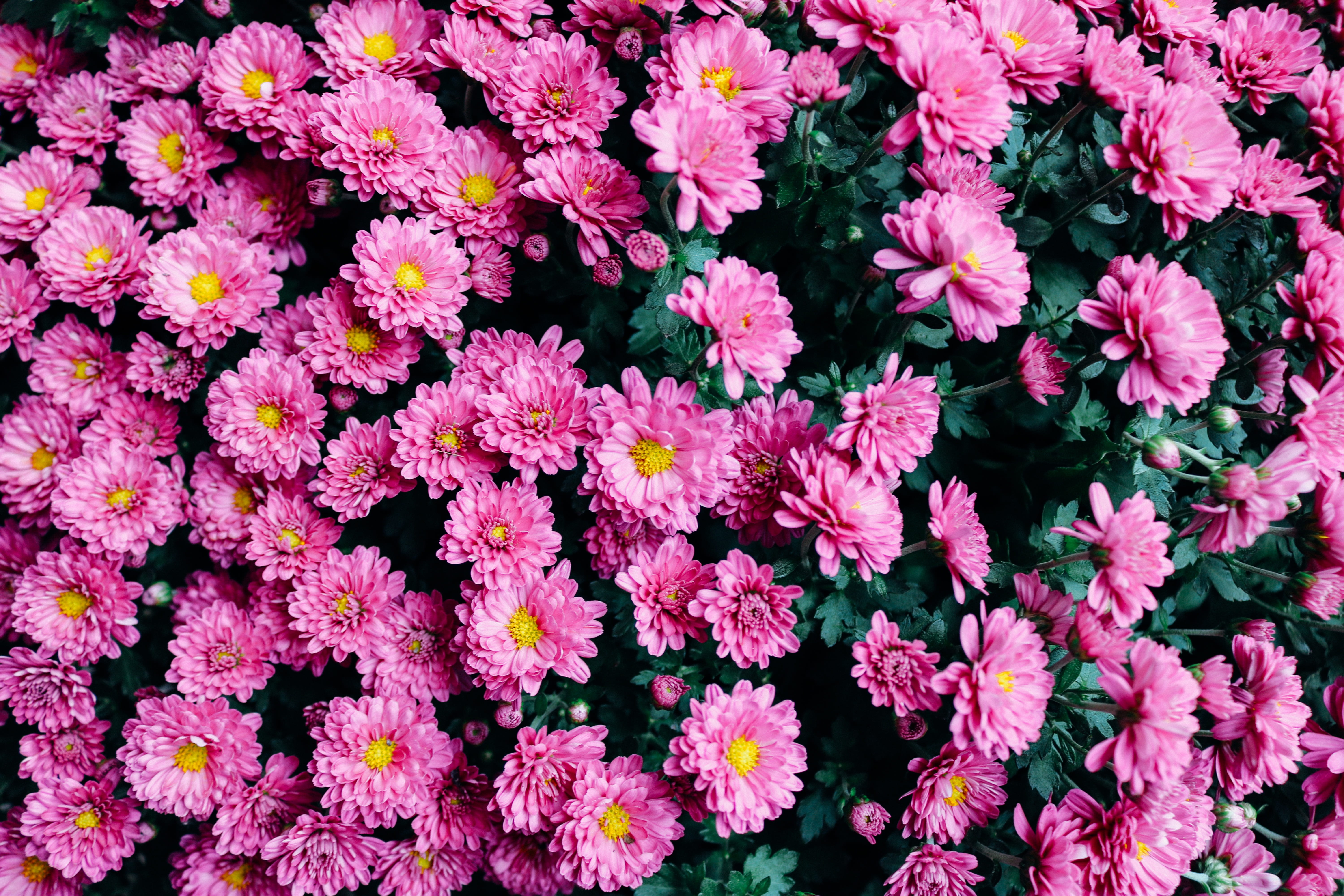flowering plant, colorful, pattern, flowers, growth, blossom, natural, flower head, fragility, 5K, flower, freshness, floral, purple, bloom, backgrounds, HD Wallpaper
