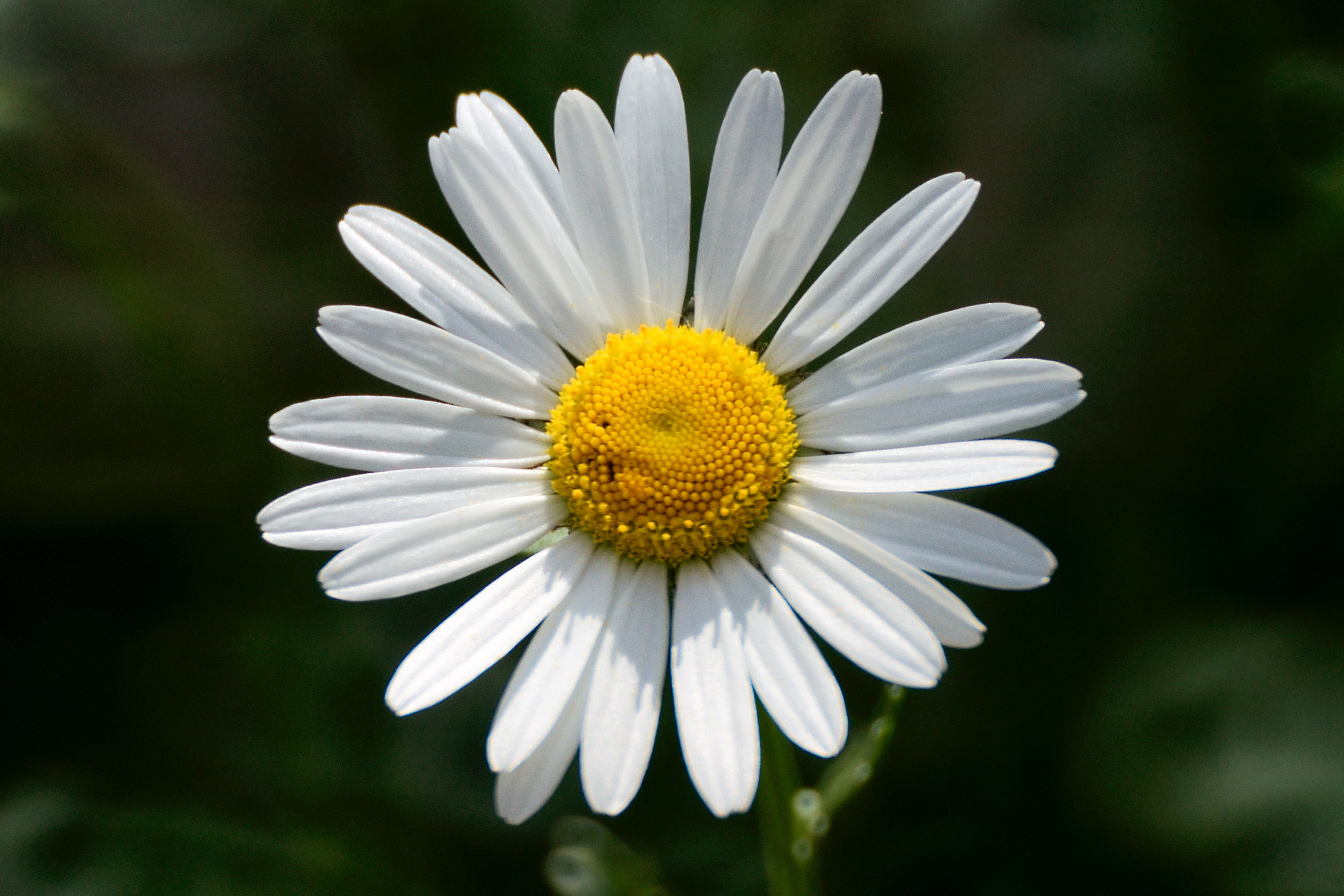 marguerite, beauty In Nature, yellow, petal, photography, close-up, 4K, white Daisy, flower, outdoors, nature, daisy, white, summer, samyang, plant, selective, HD Wallpaper