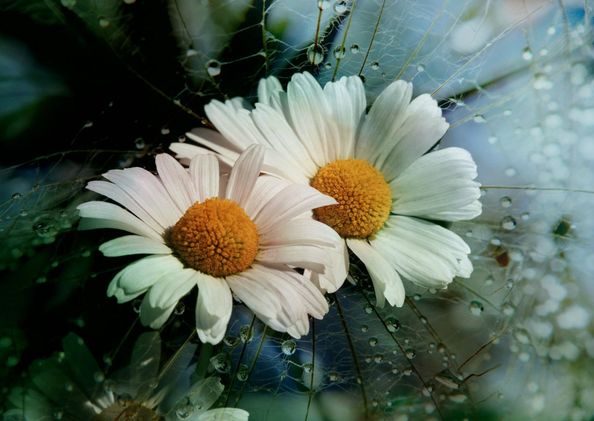 upsy, marguerite, white, nature and landscapes, daisy, flowers, 1080P, HD Wallpaper