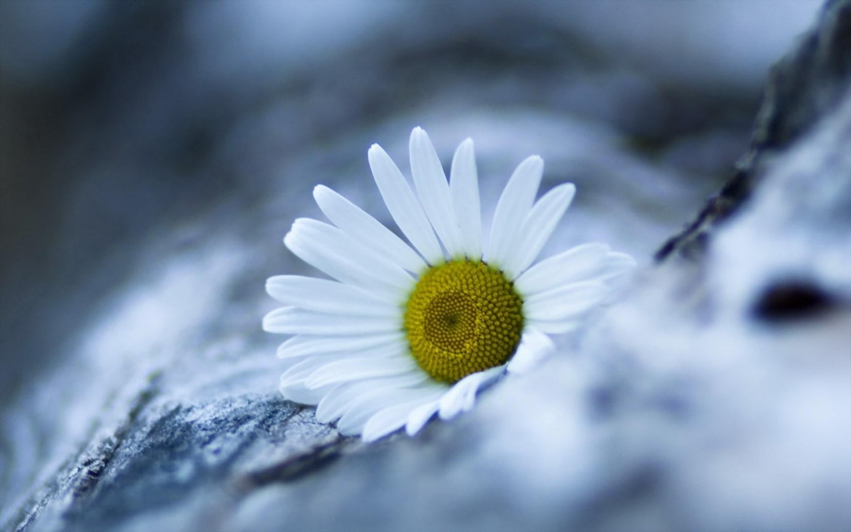 720P, flower, daisy, marguerite, HD Wallpaper