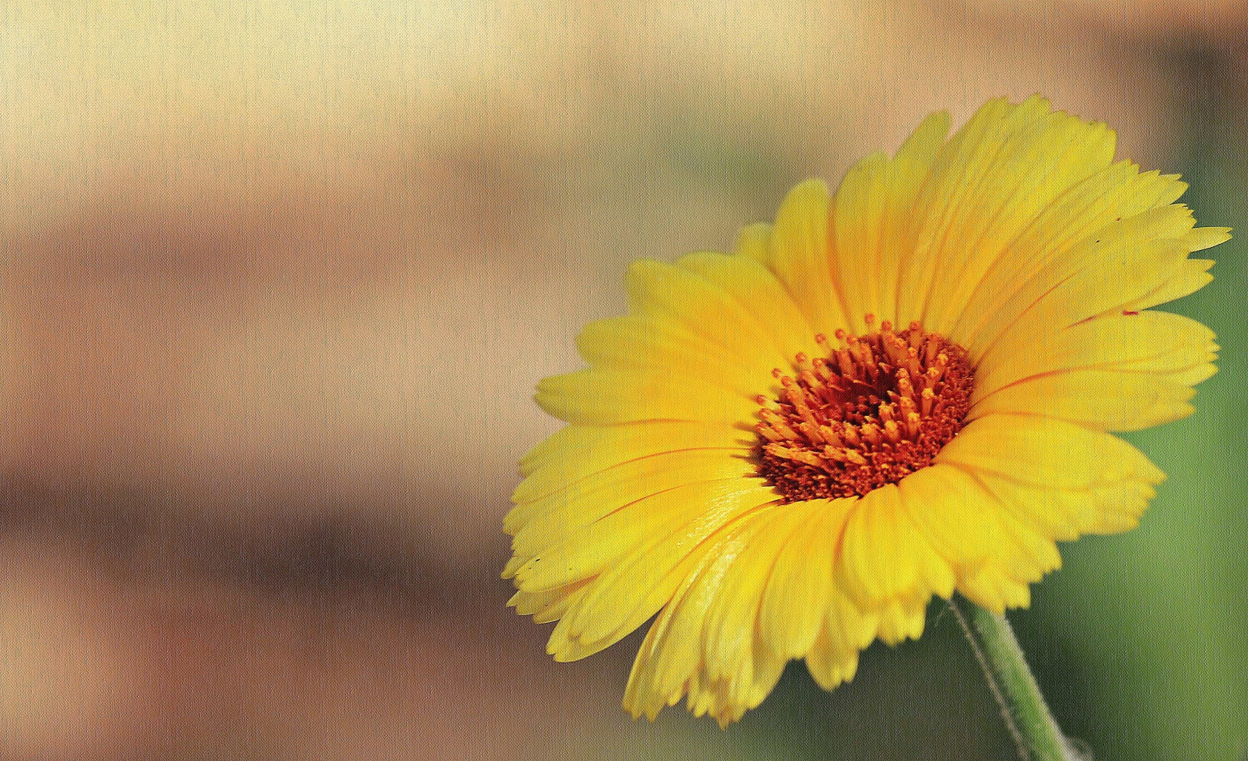 close-up, flower Head, yellow flower, freshness, summer, shallow, bloom, flora, nature, no people, inflorescence, flowering plant, blossom, beauty in nature, HD Wallpaper