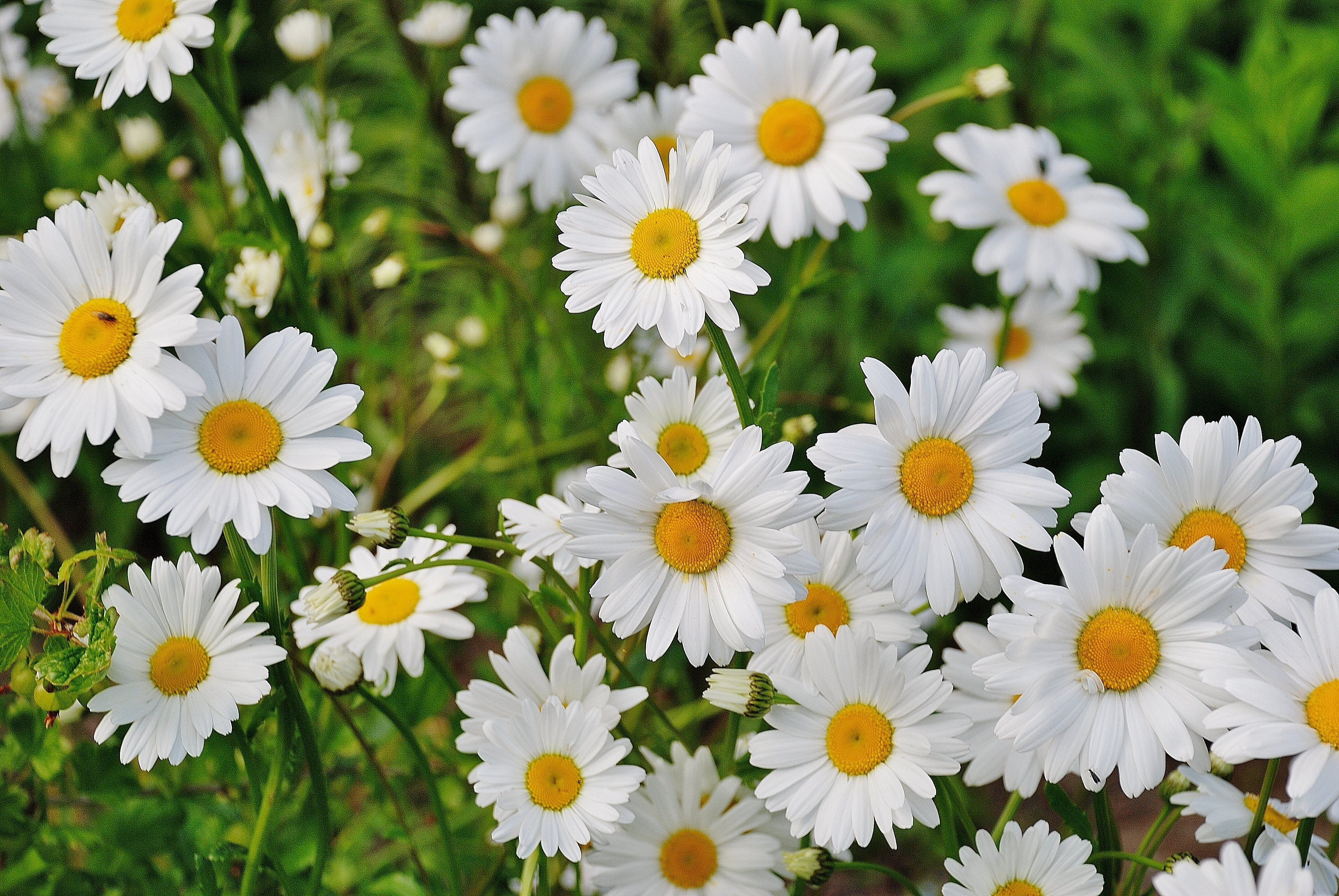 marguerite, flower, no people, flowering plant, springtime, vulnerability, garden, freshness, 4K, inflorescence, beauty in nature, bloom, HD Wallpaper