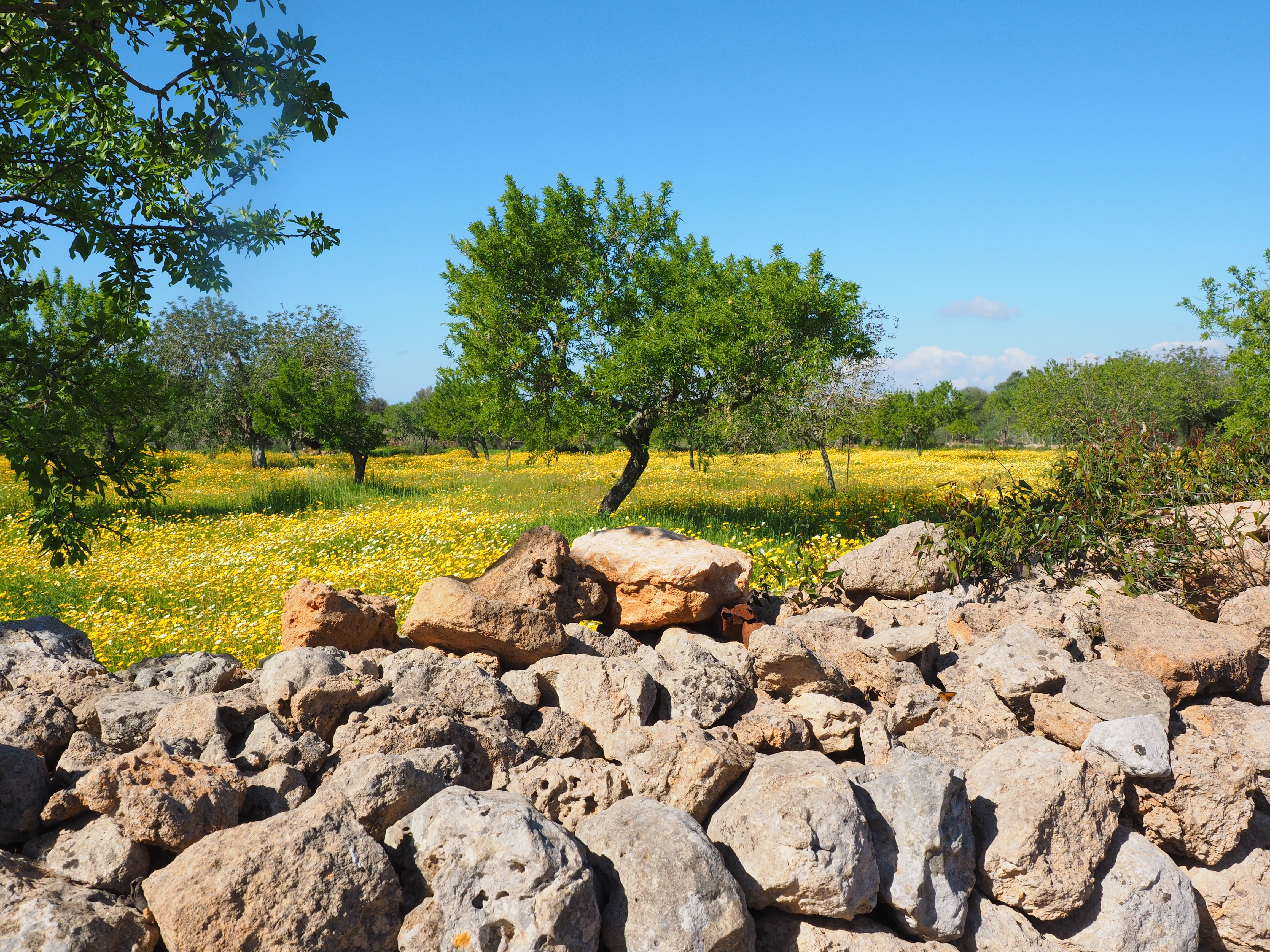 stone, mallorca, sky, marguerite, blütenmeer, olive grove, flowers, beside, field, fruit tree meadow, olive trees, day, green color, landscape, garland chrysanthemum, HD Wallpaper