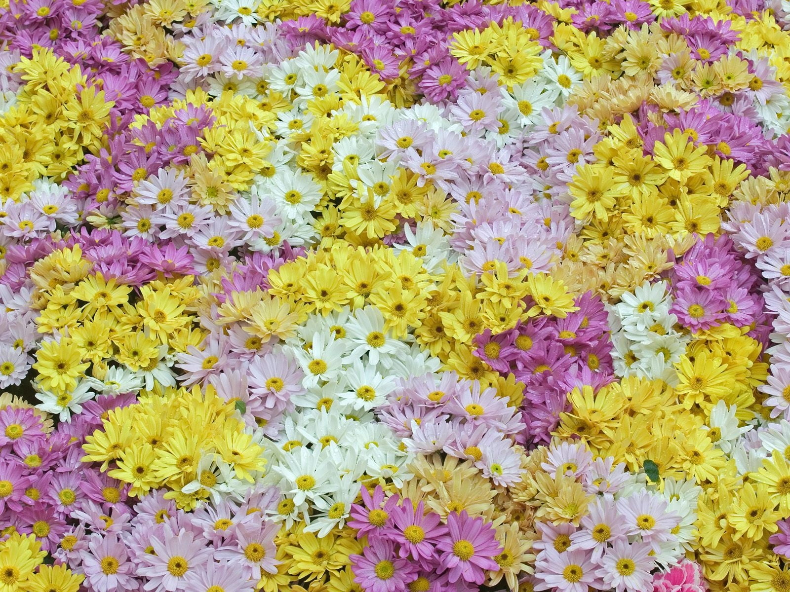 flower Head, springtime, close-up, daisy, petal, decoration, plant, multi Colored, vulnerability, leaf, flower, white, background, blossom, pattern, 720P, HD Wallpaper