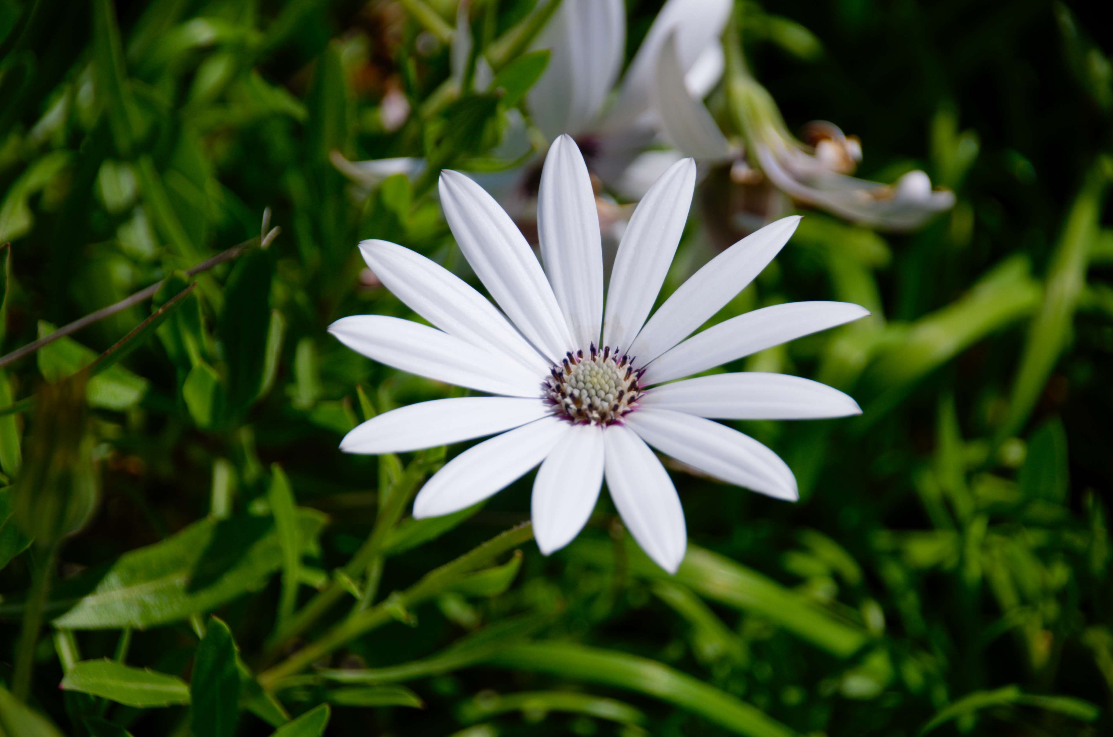 focus on foreground, inflorescence, fleurs blanches, flowering plant, plant, no people, marguerite, growth, white color, beauty in nature, ptales, osteospermum, HD Wallpaper