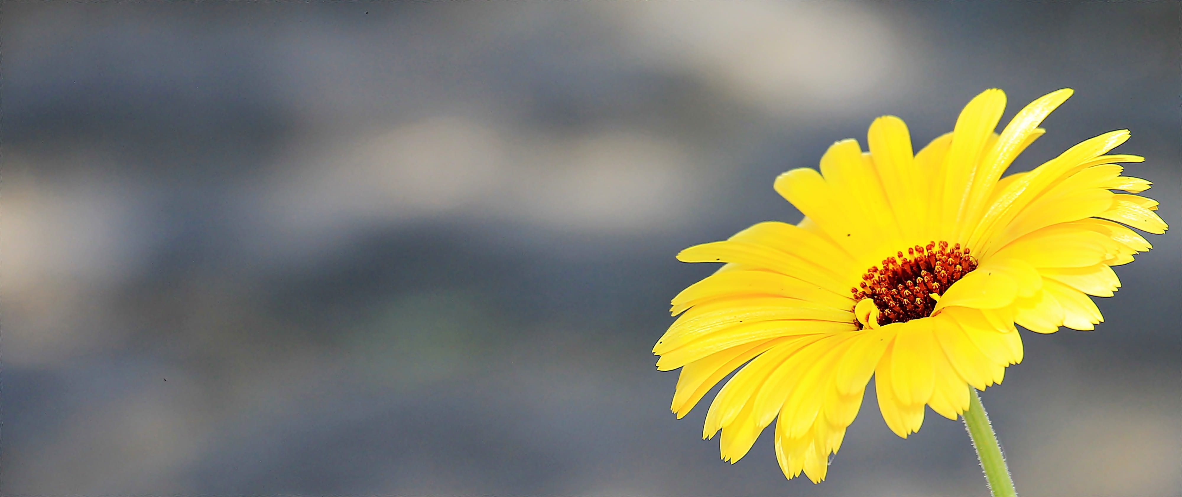 argyranthemum frutescens, focus on foreground, flower, petal, yellow daisy, 4K, park, beauty In Nature, pollination, animal wildlife, focus, single Flower, HD Wallpaper